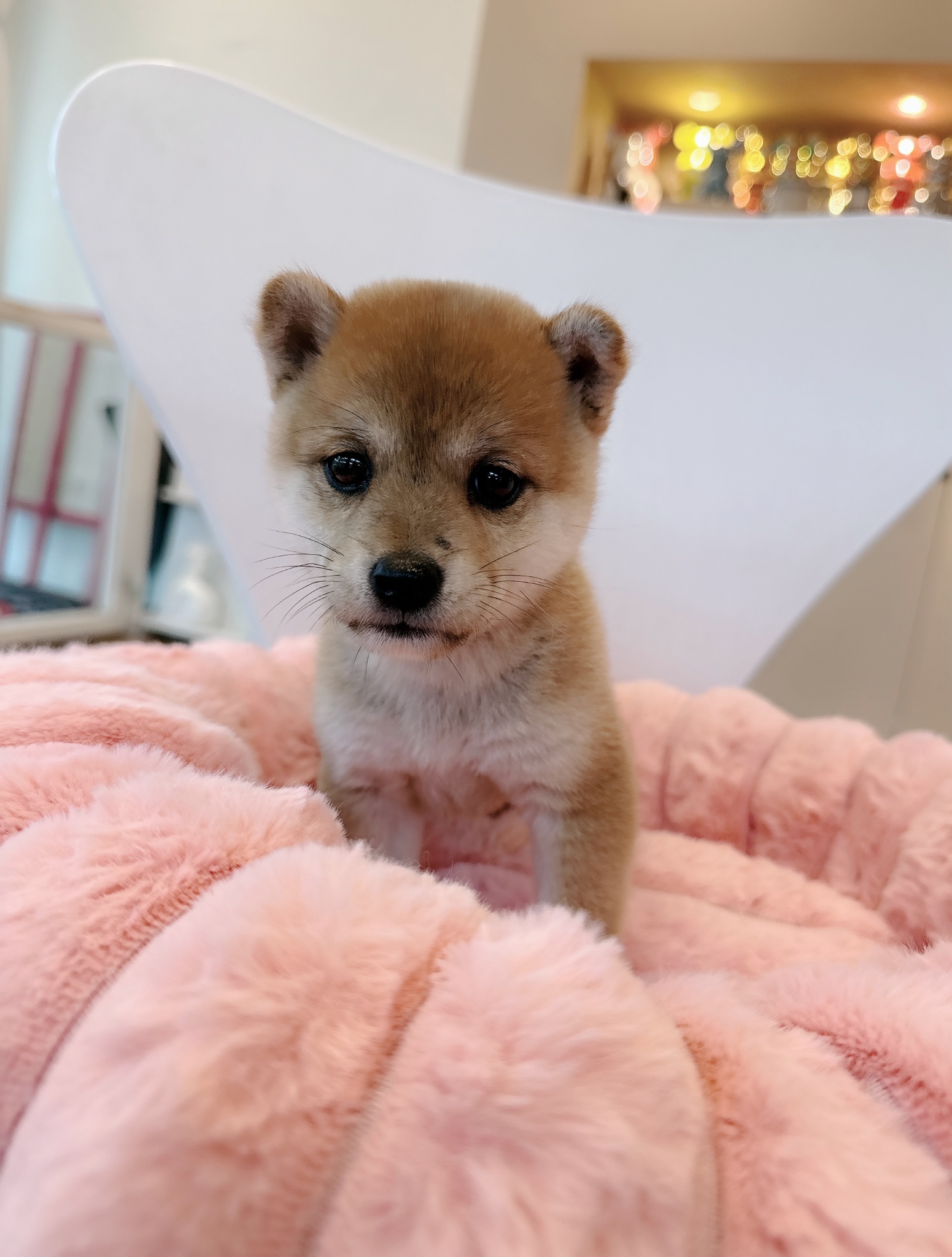 멍벤져스 대표 이미지