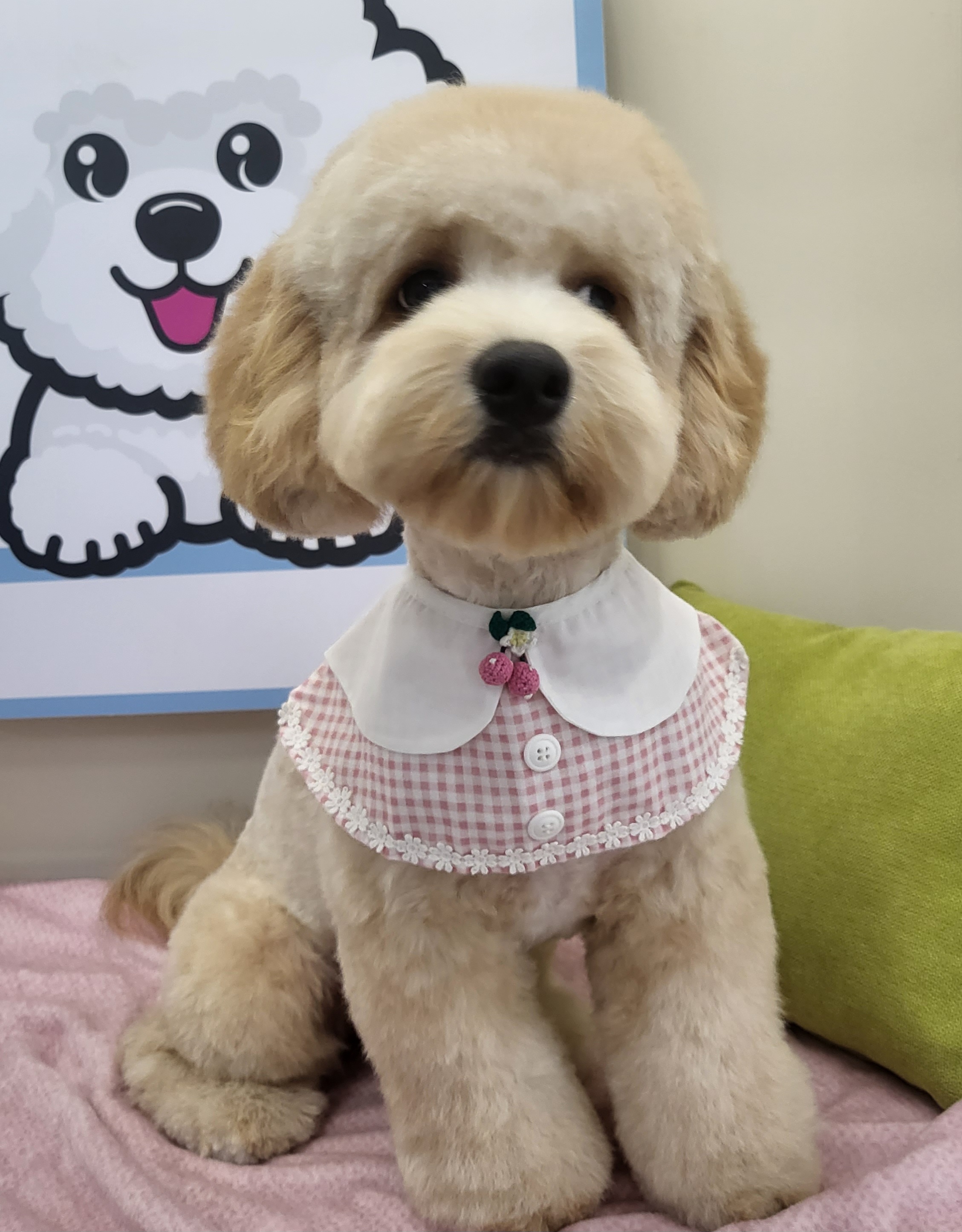 콩돌이네애견샵 대표 이미지