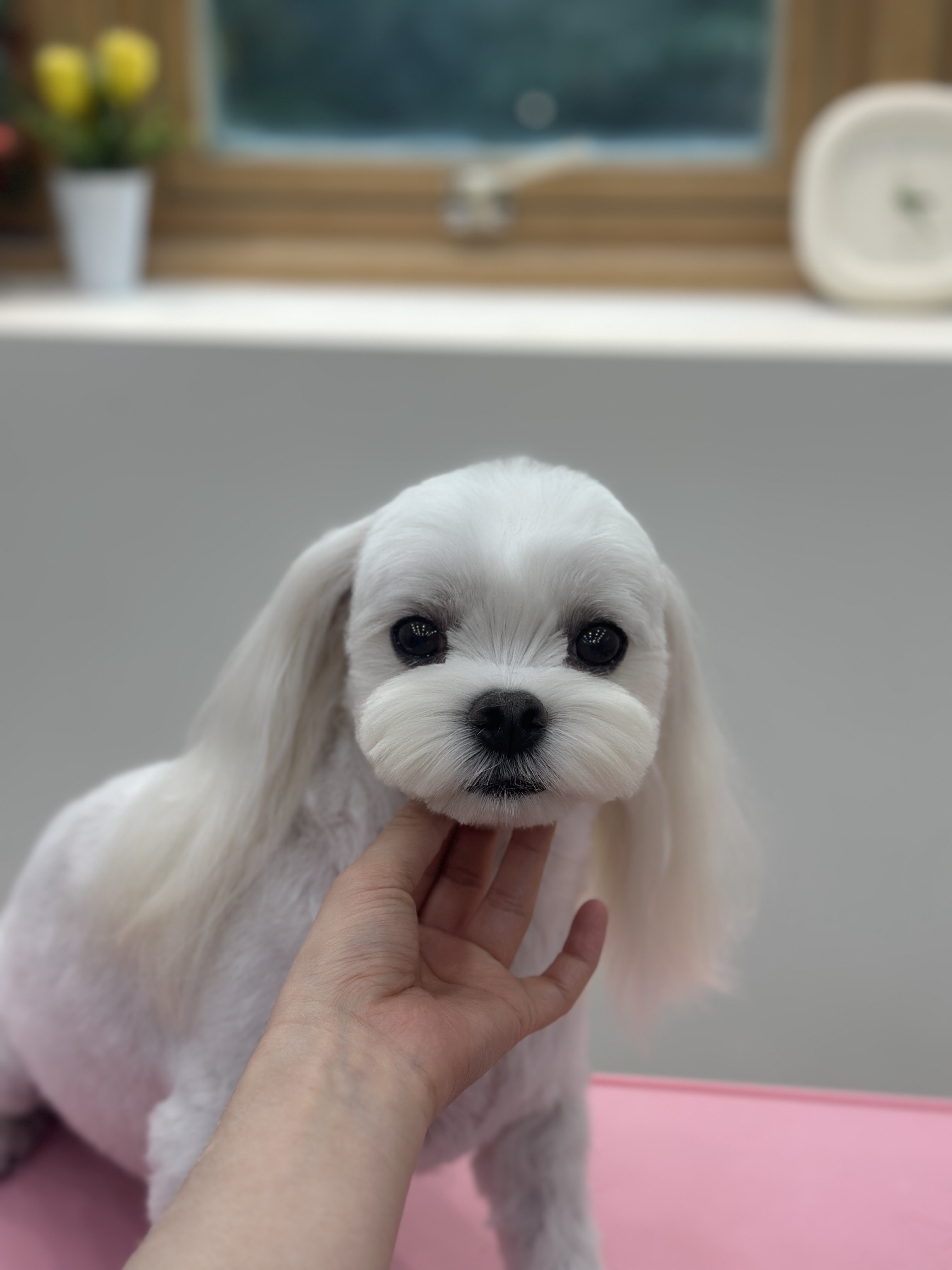 그루밍사운드 대표 이미지