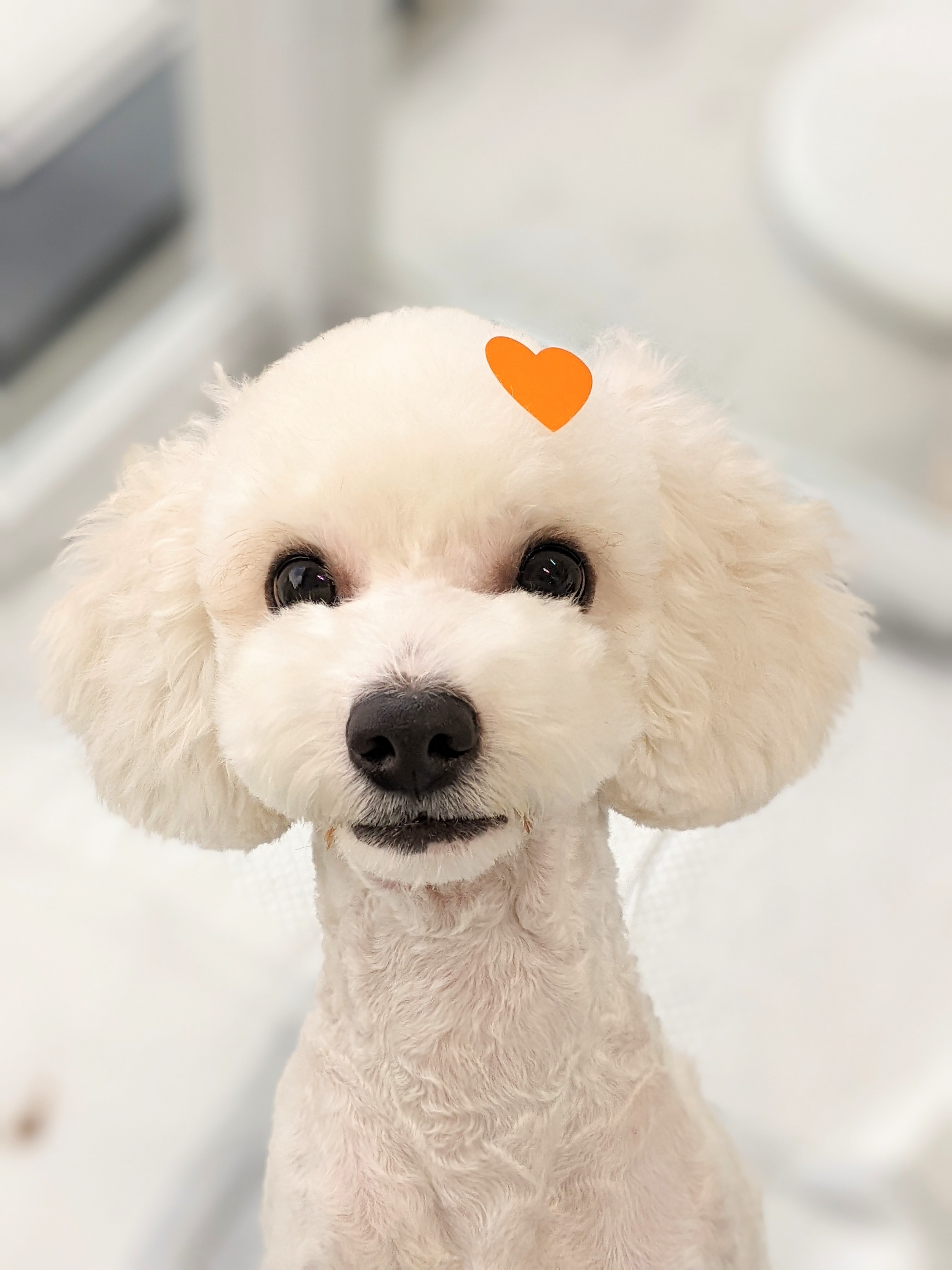 강아지 풀 대표 이미지