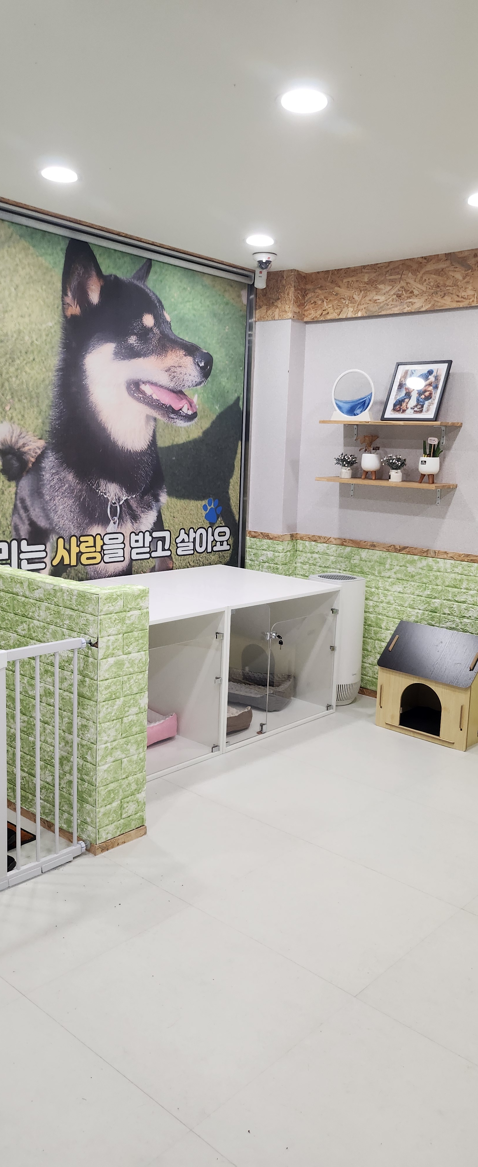 블루펫 대표 이미지