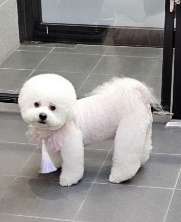 명랑도그 대표 이미지