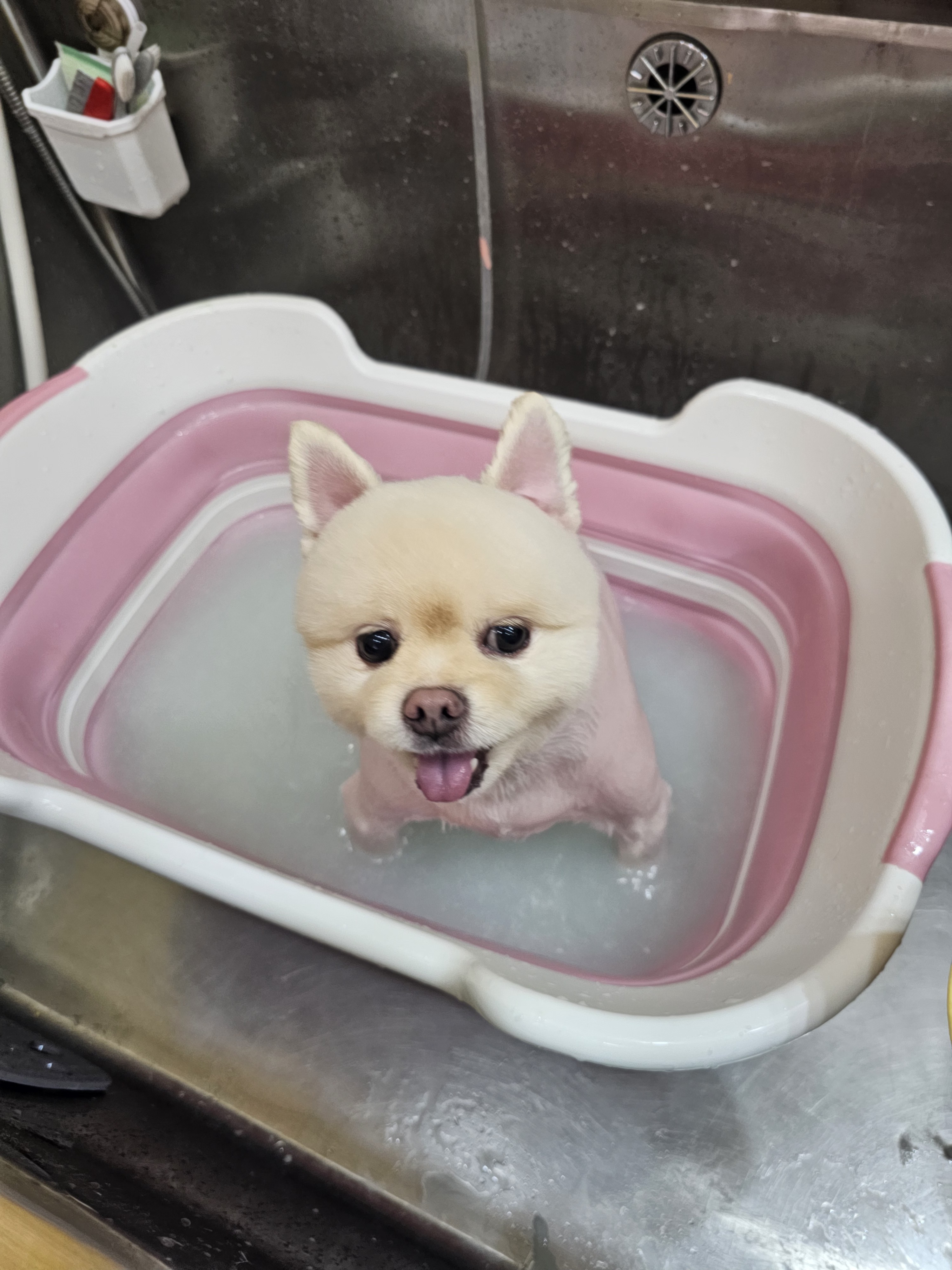 명랑도그 대표 이미지