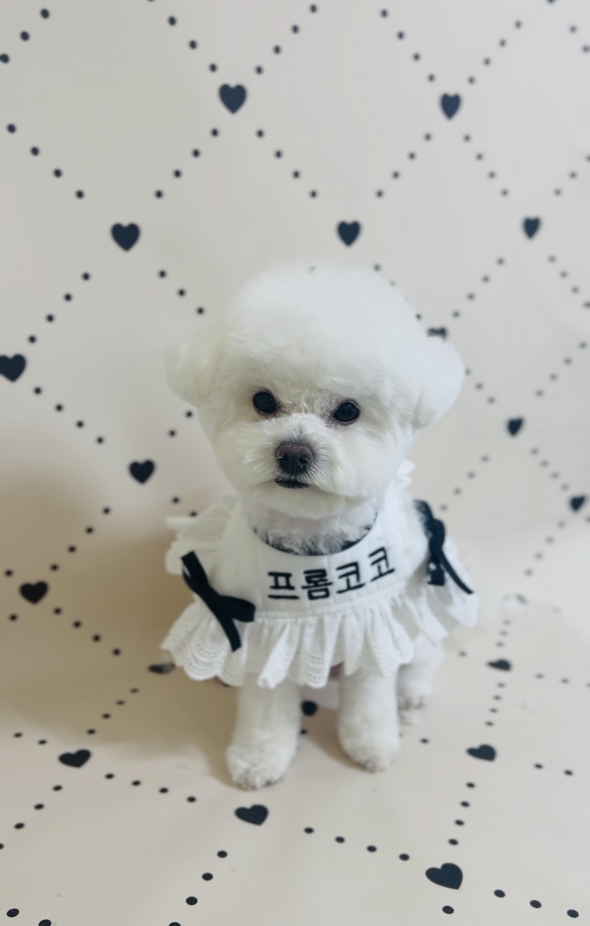 프롬코코 대표 이미지