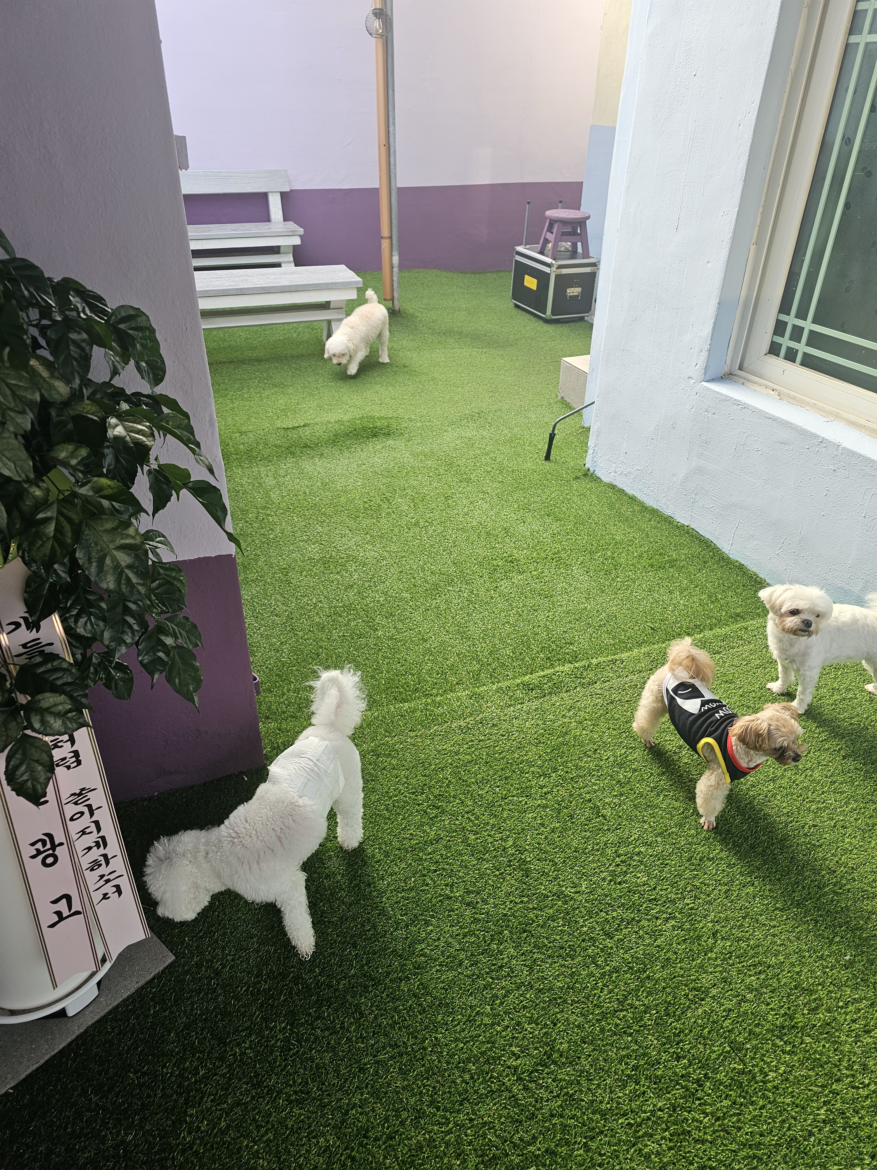 도리네 애견호텔 대표 이미지