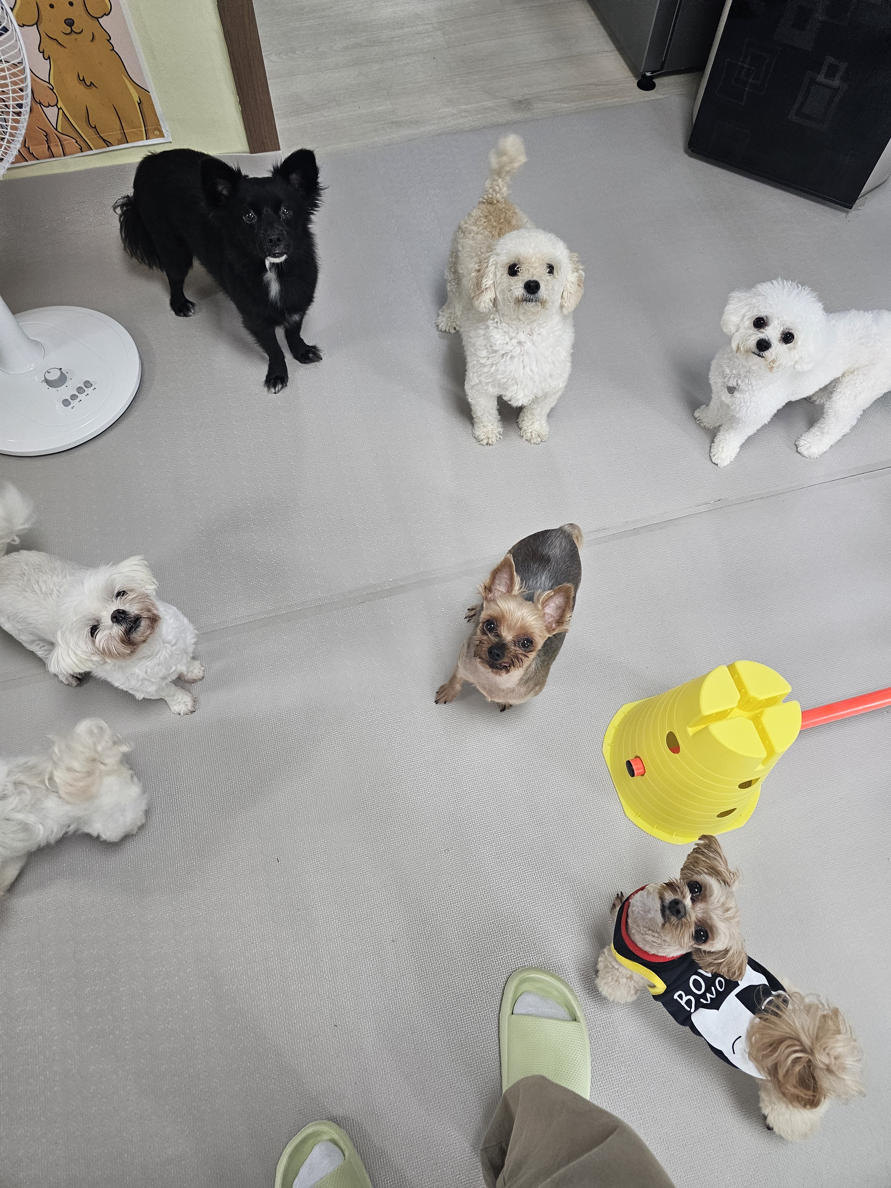 도리네 애견호텔 대표 이미지
