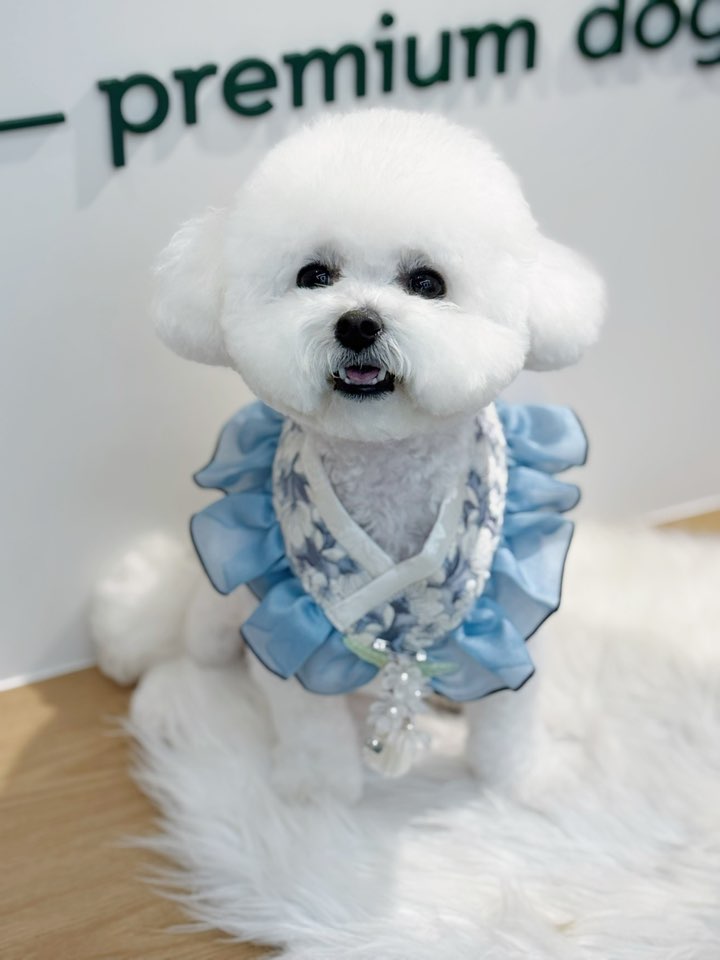 플레이도그 대표 이미지