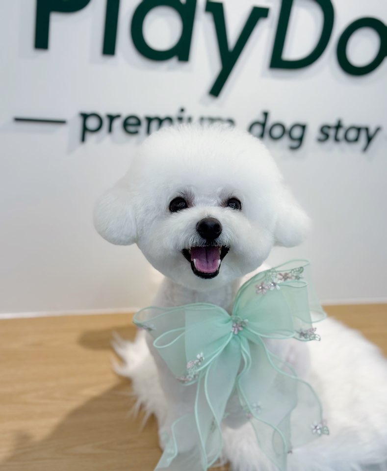 플레이도그 대표 이미지