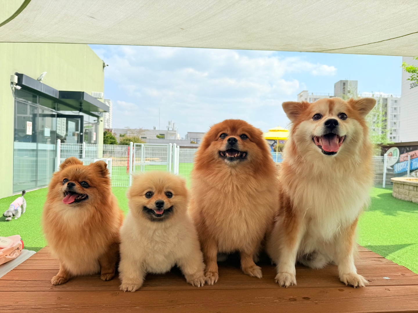 도그베이 수원점 반려동물 동반 애견카페