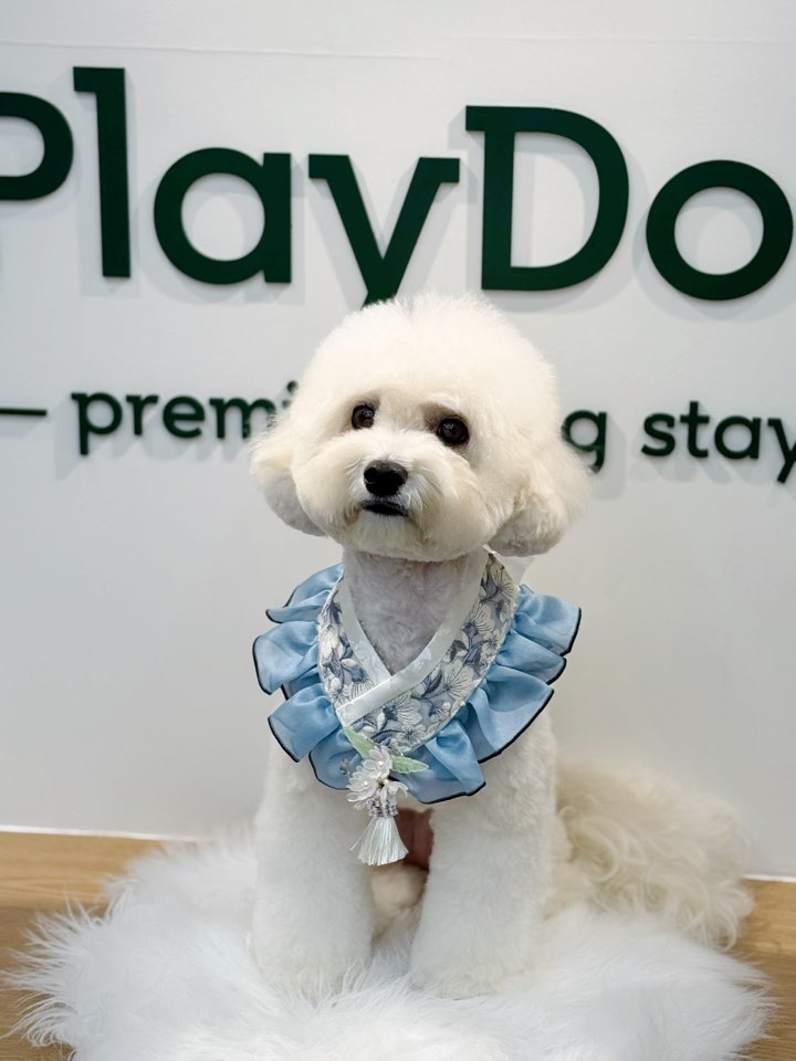 플레이도그 대표 이미지