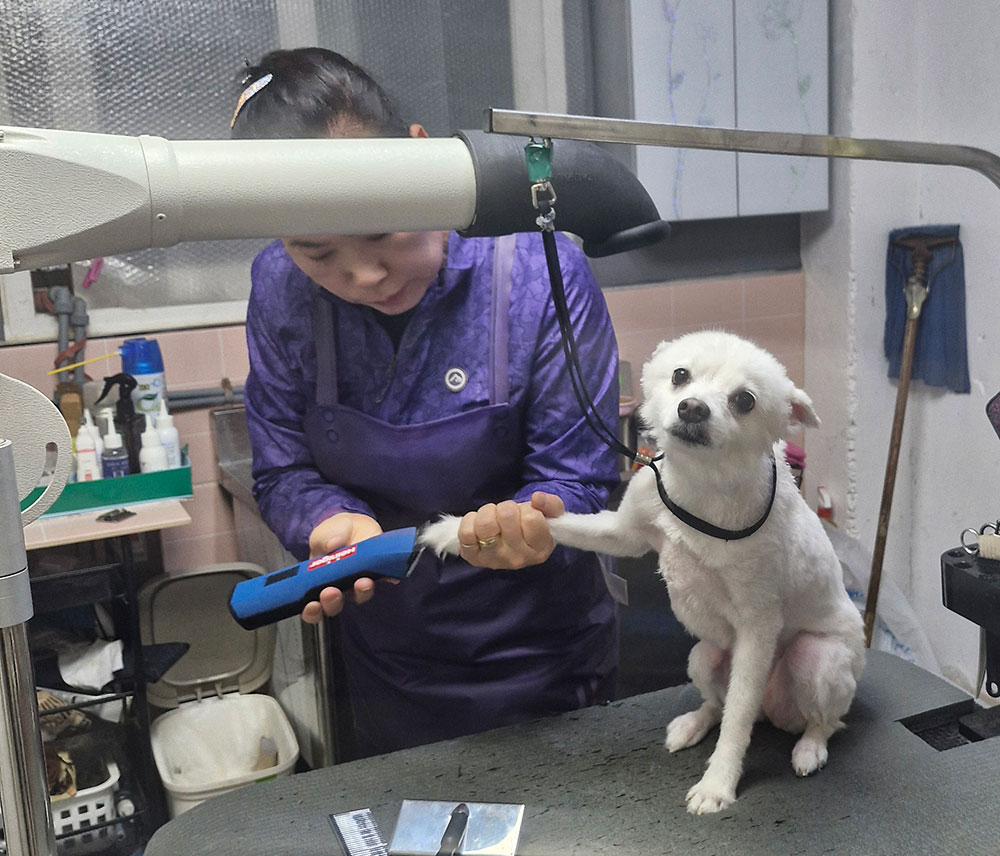개냥아치 대표 이미지