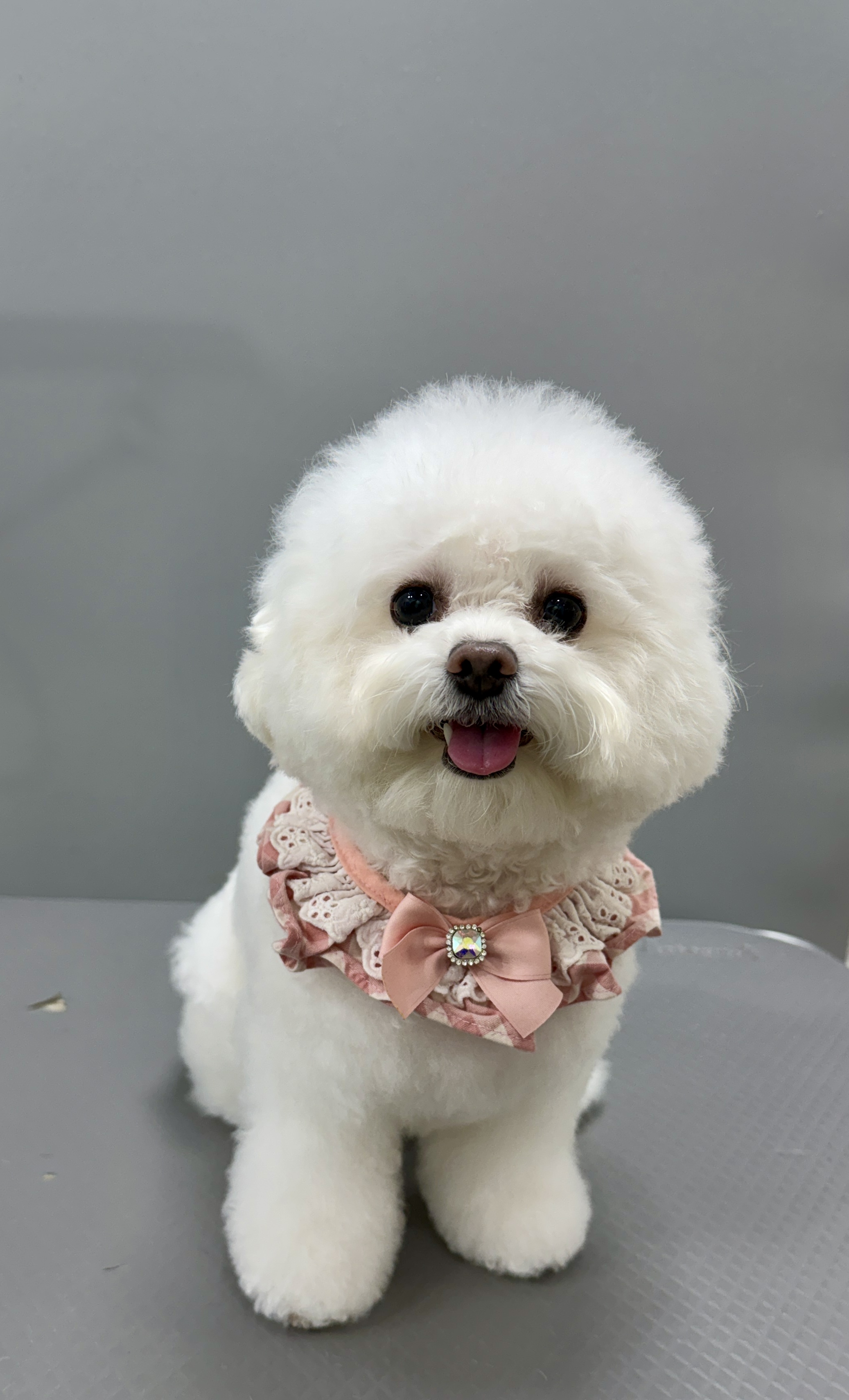 버블펫 대표 이미지