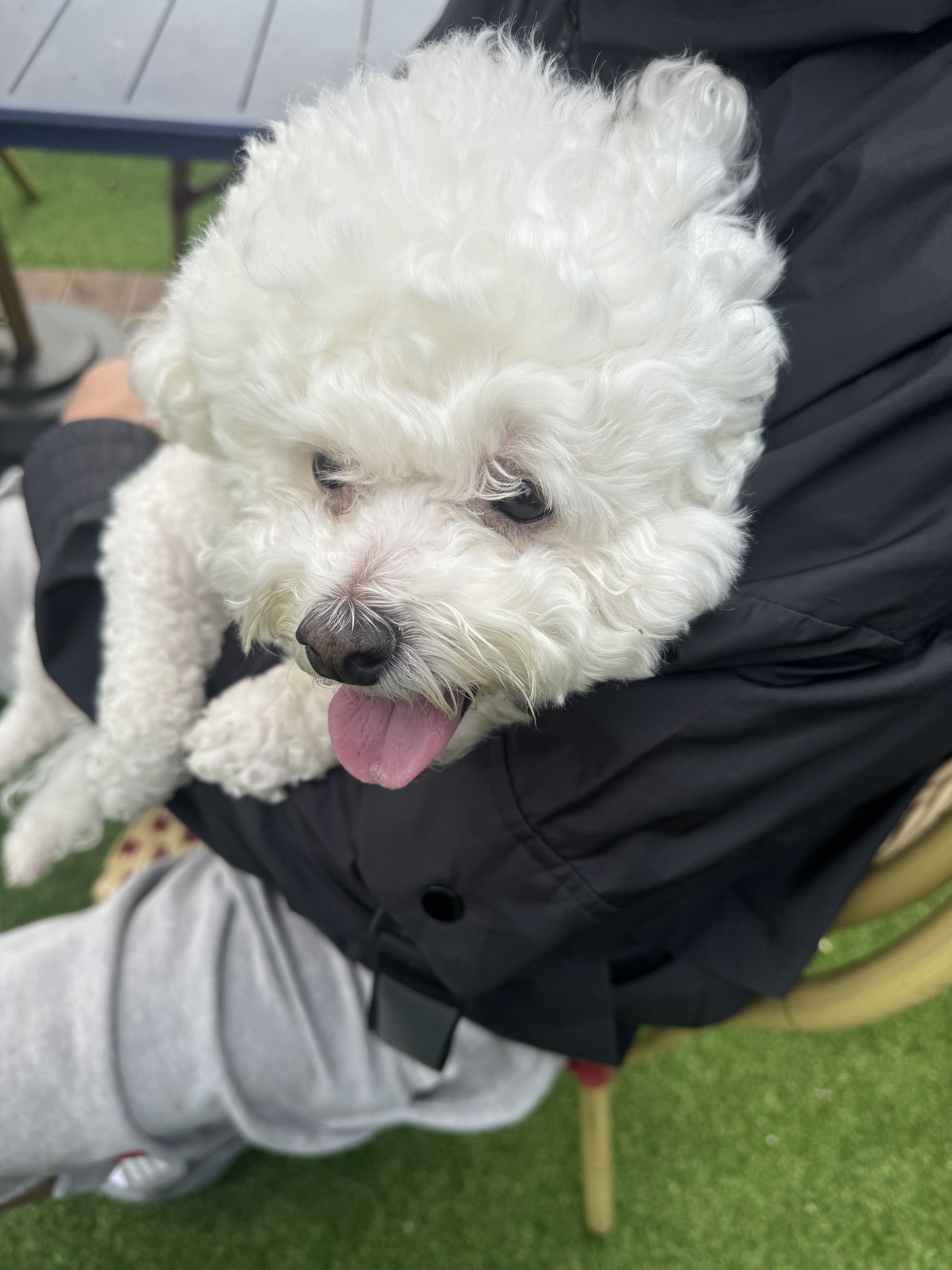 조이애견유치원 대표 이미지