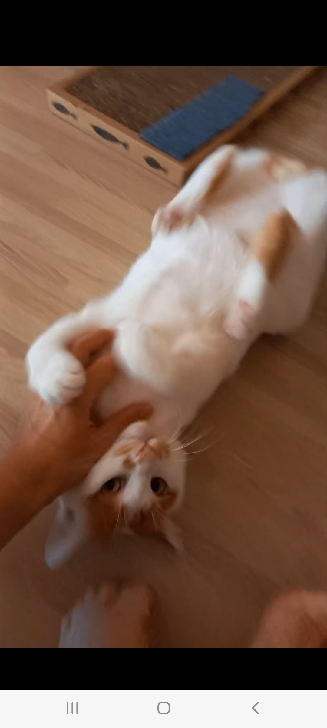 패밀리펫 대표 이미지