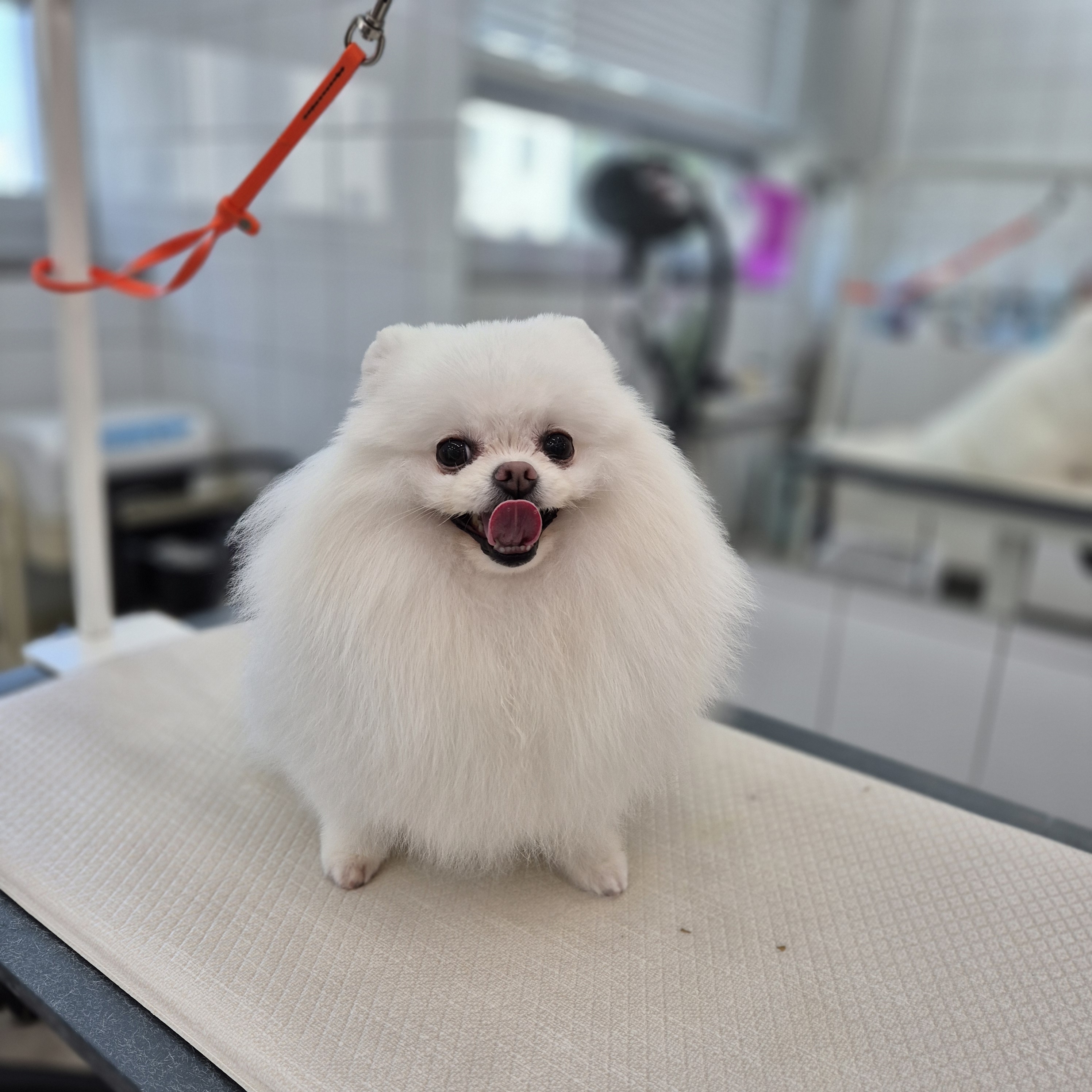 시시푸 대표 이미지