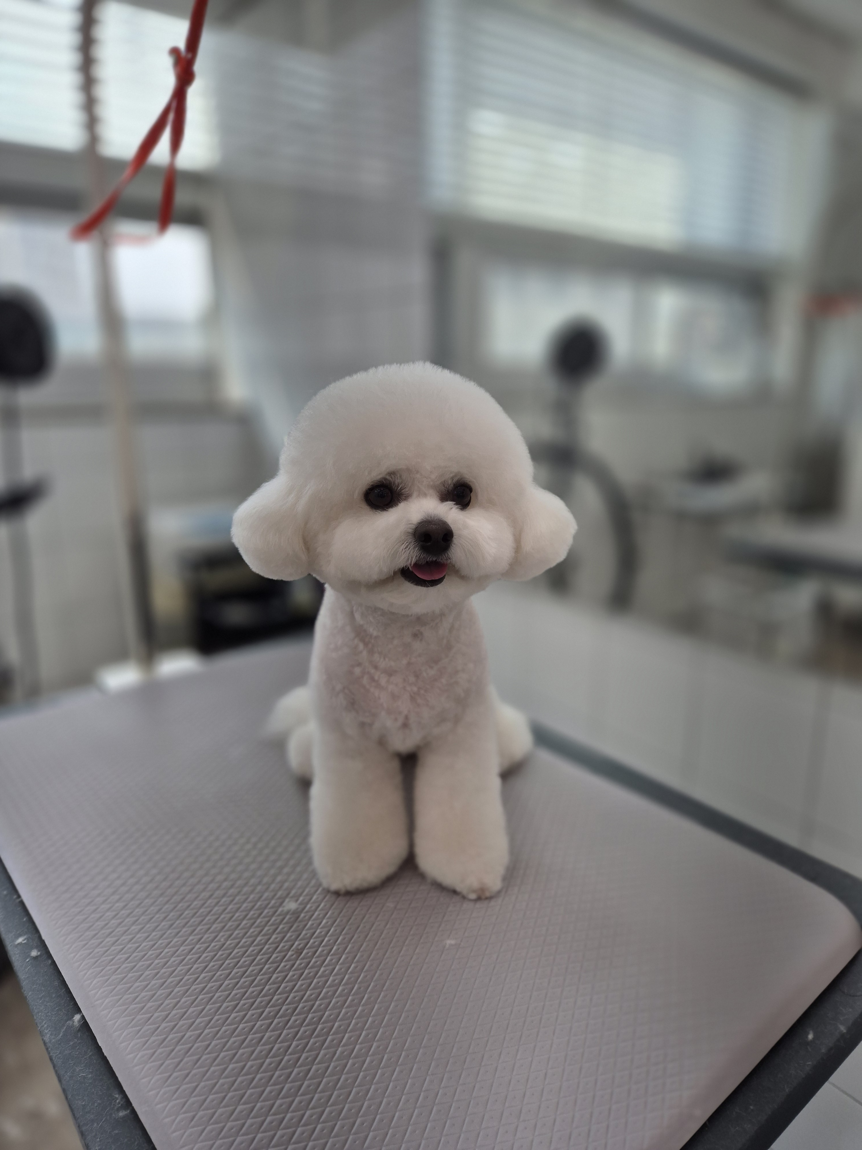 시시푸 대표 이미지