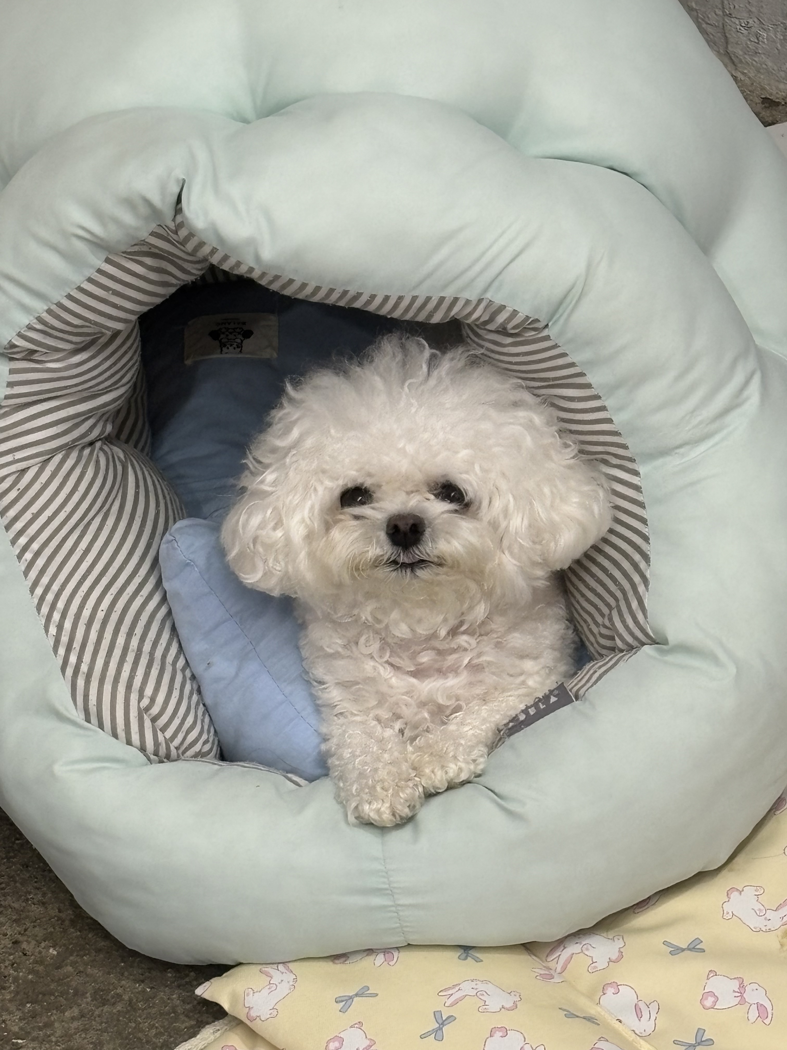 멍그니엘 애견호텔 대표 이미지