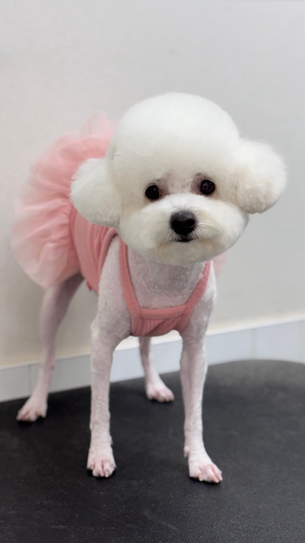 뽀도독 경상 애견맛집