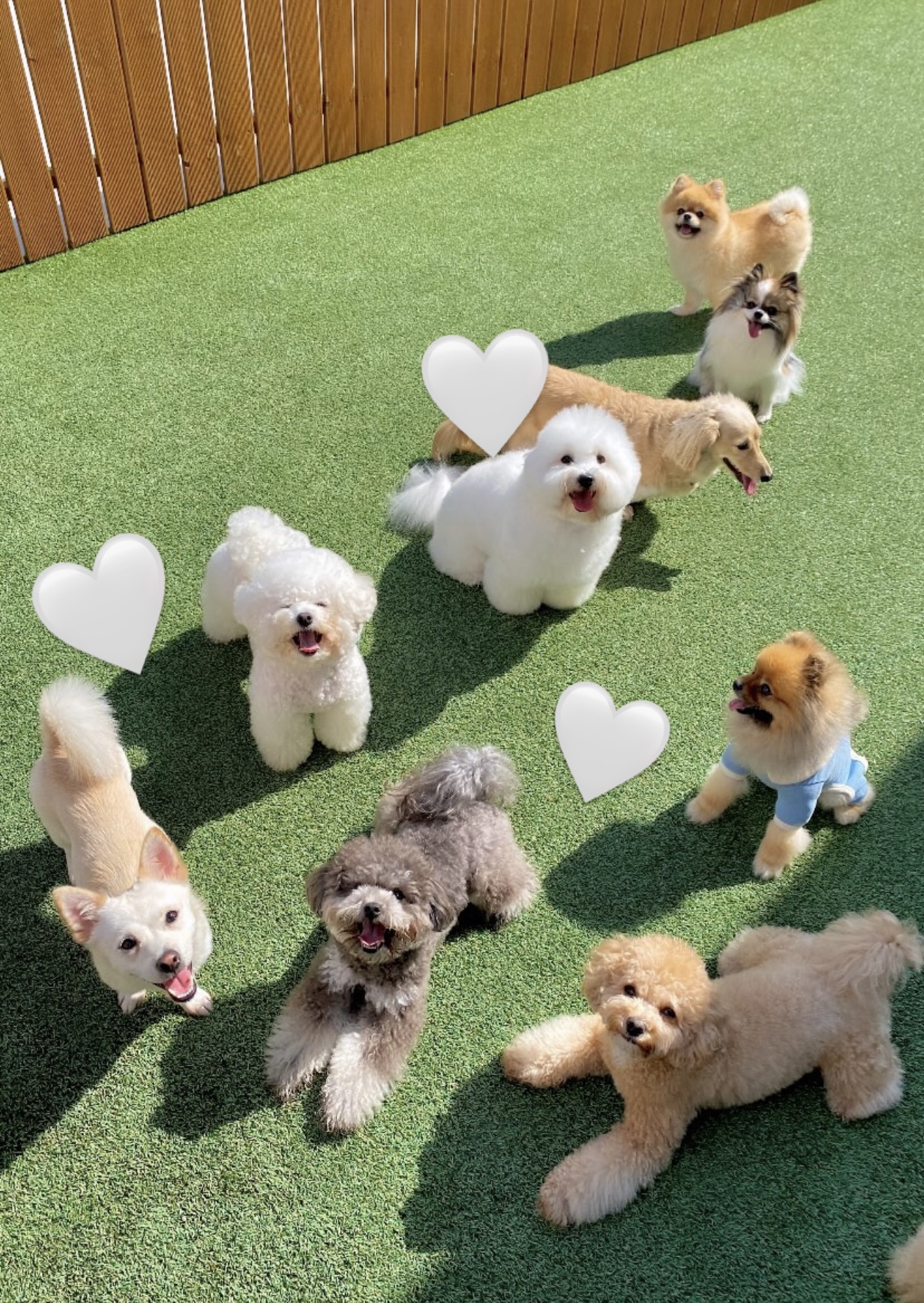 아지뜰 애견유치원 대표 이미지