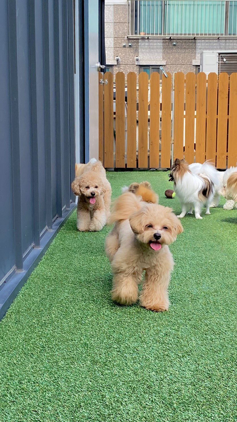 아지뜰 애견유치원 대표 이미지