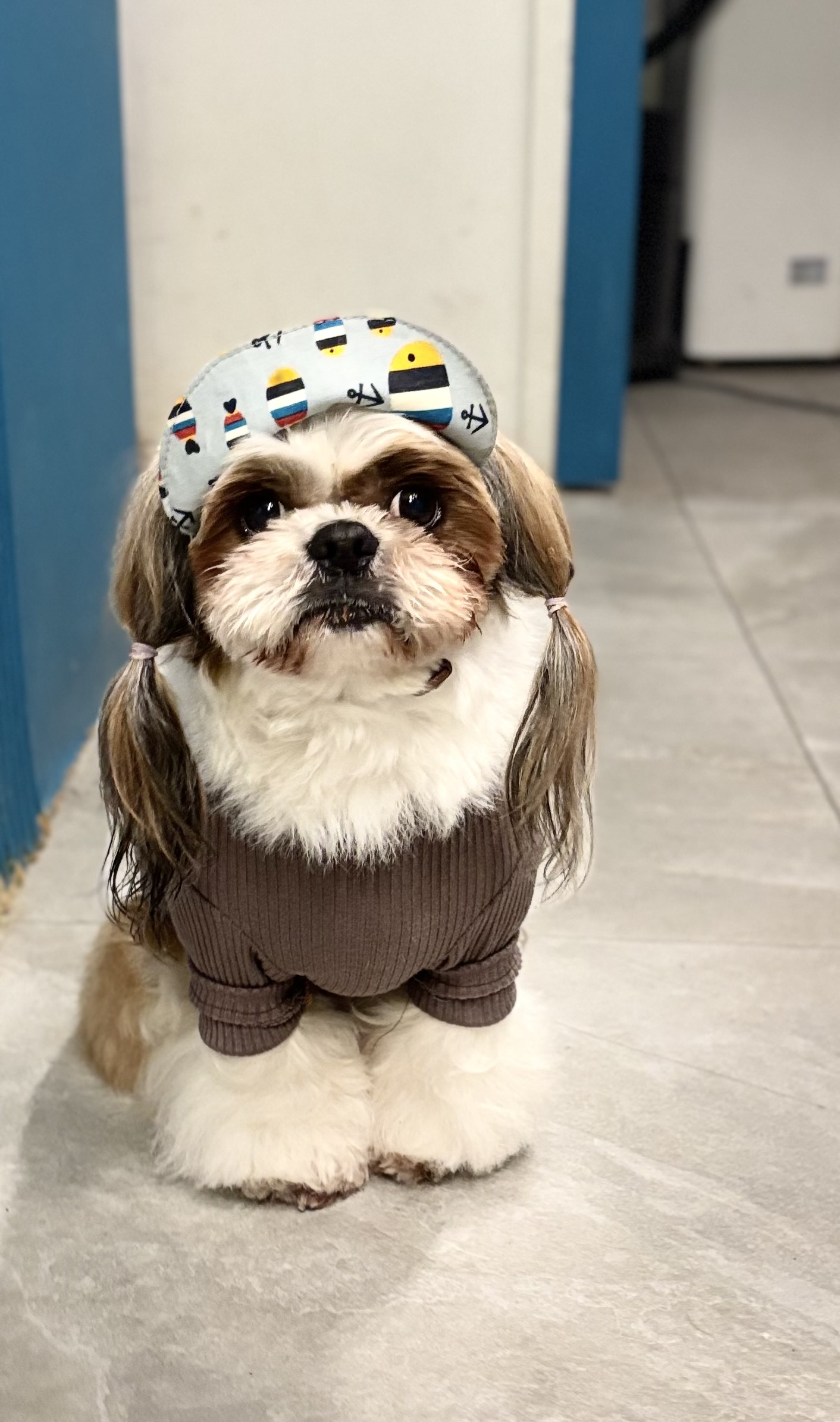 옥정강아지 대표 이미지