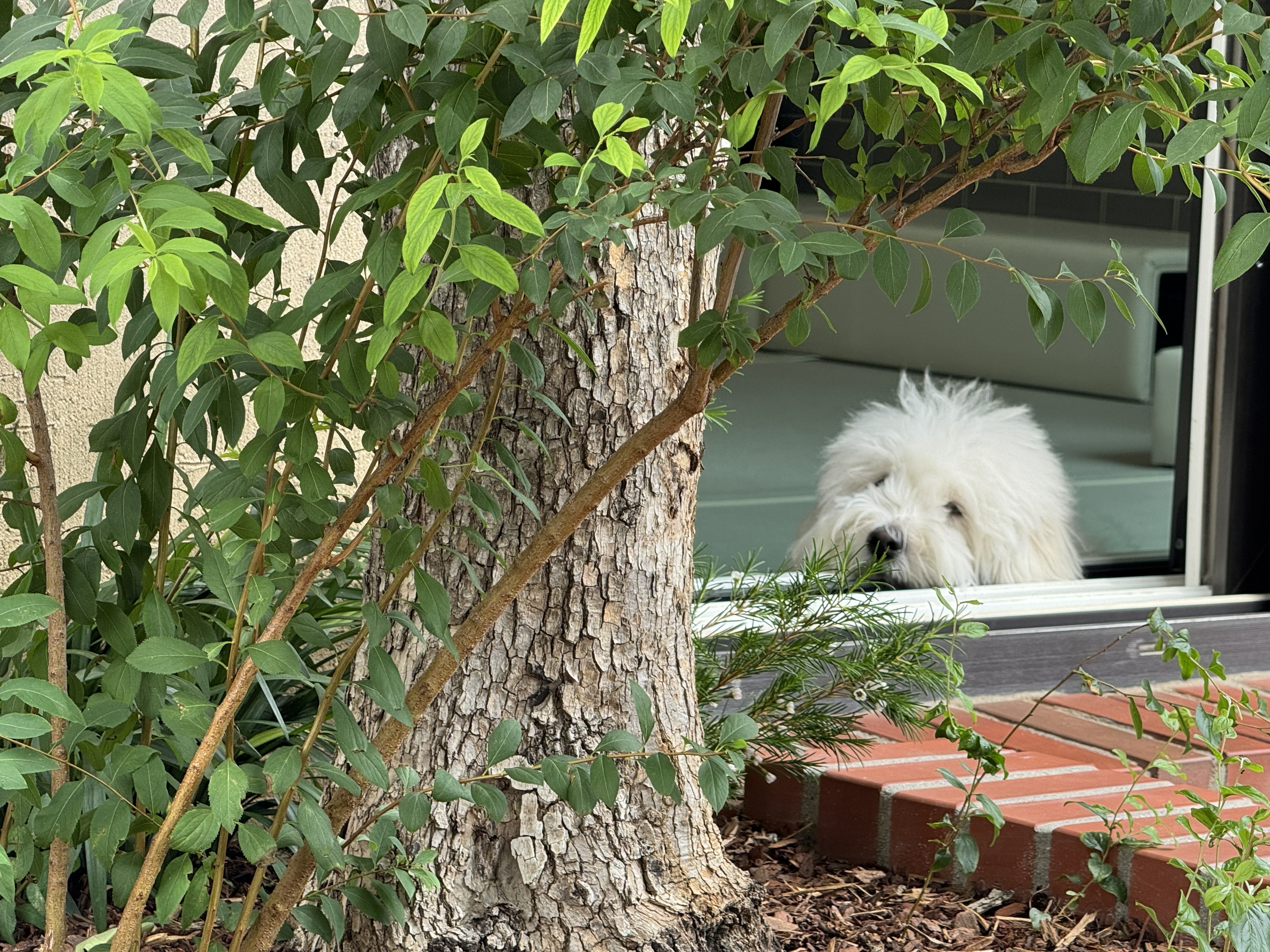 은퇴한수의사의저택