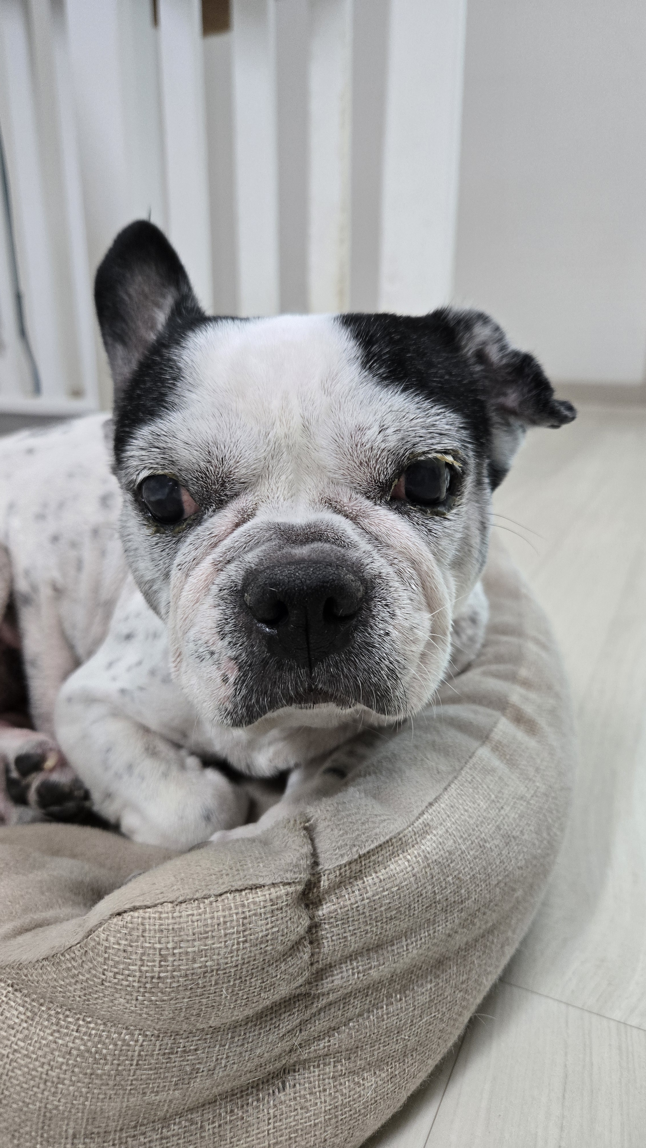 펫블레싱 대표 이미지