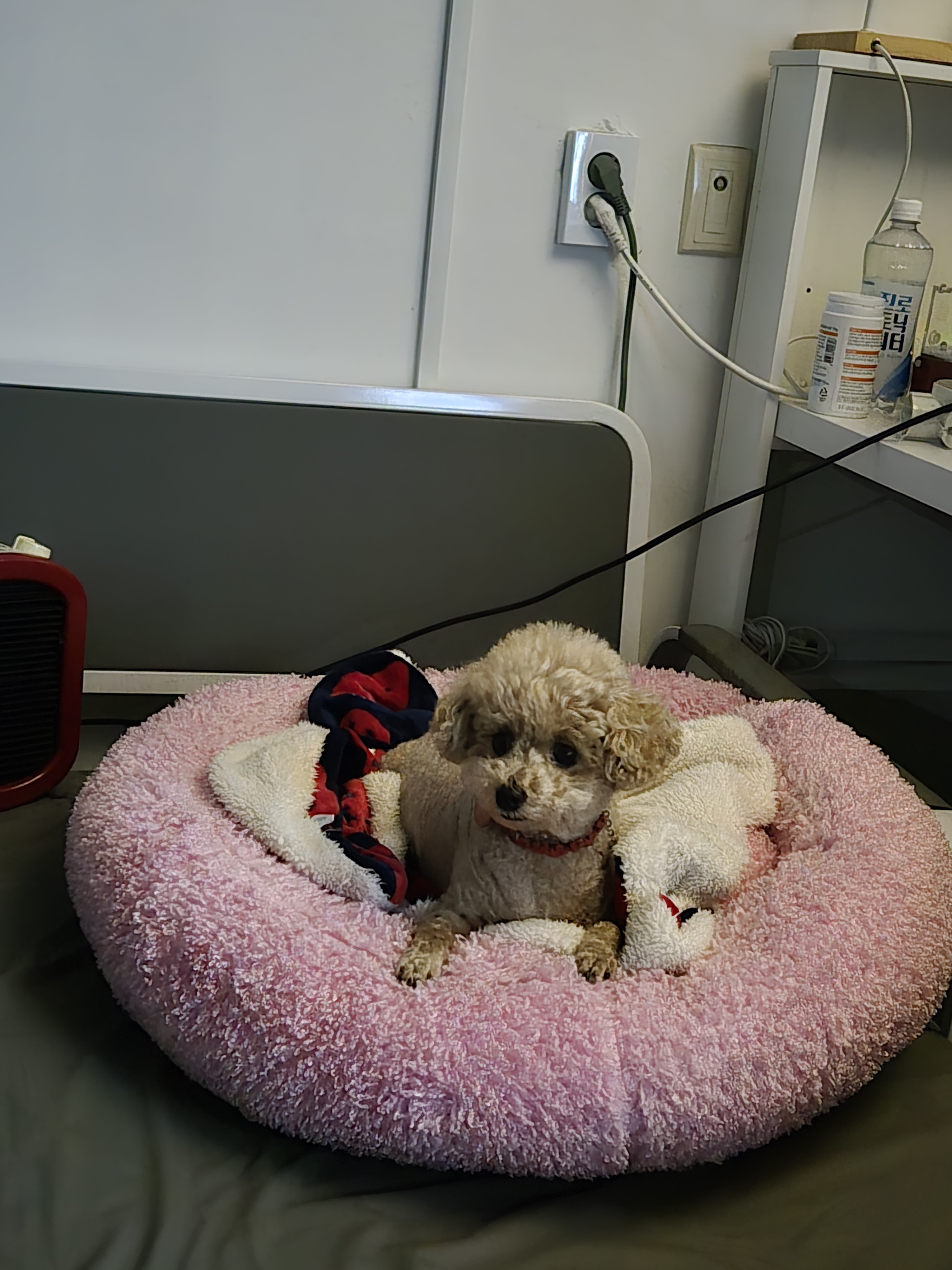 도그도담 대표 이미지