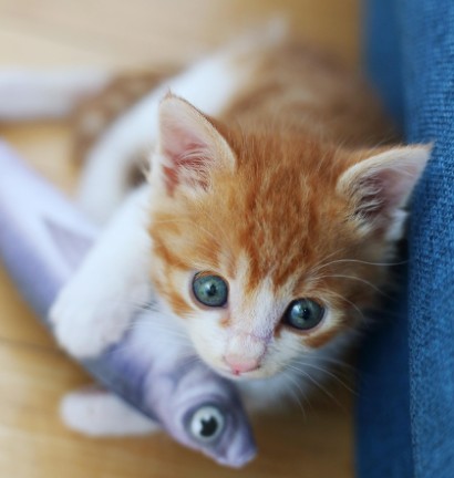 펫시터의정석 대표 이미지