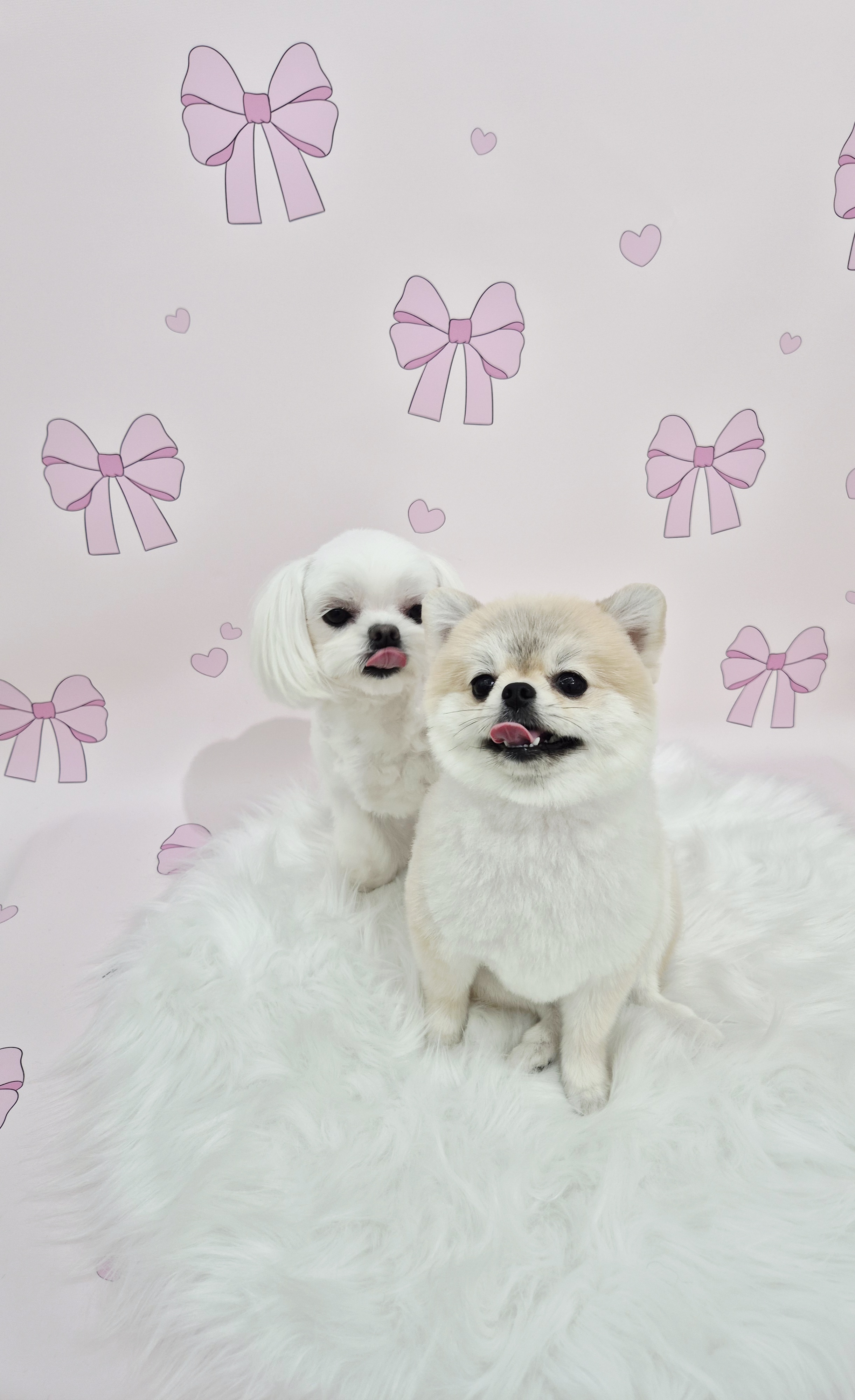 댕댕이 미용실 대표 이미지