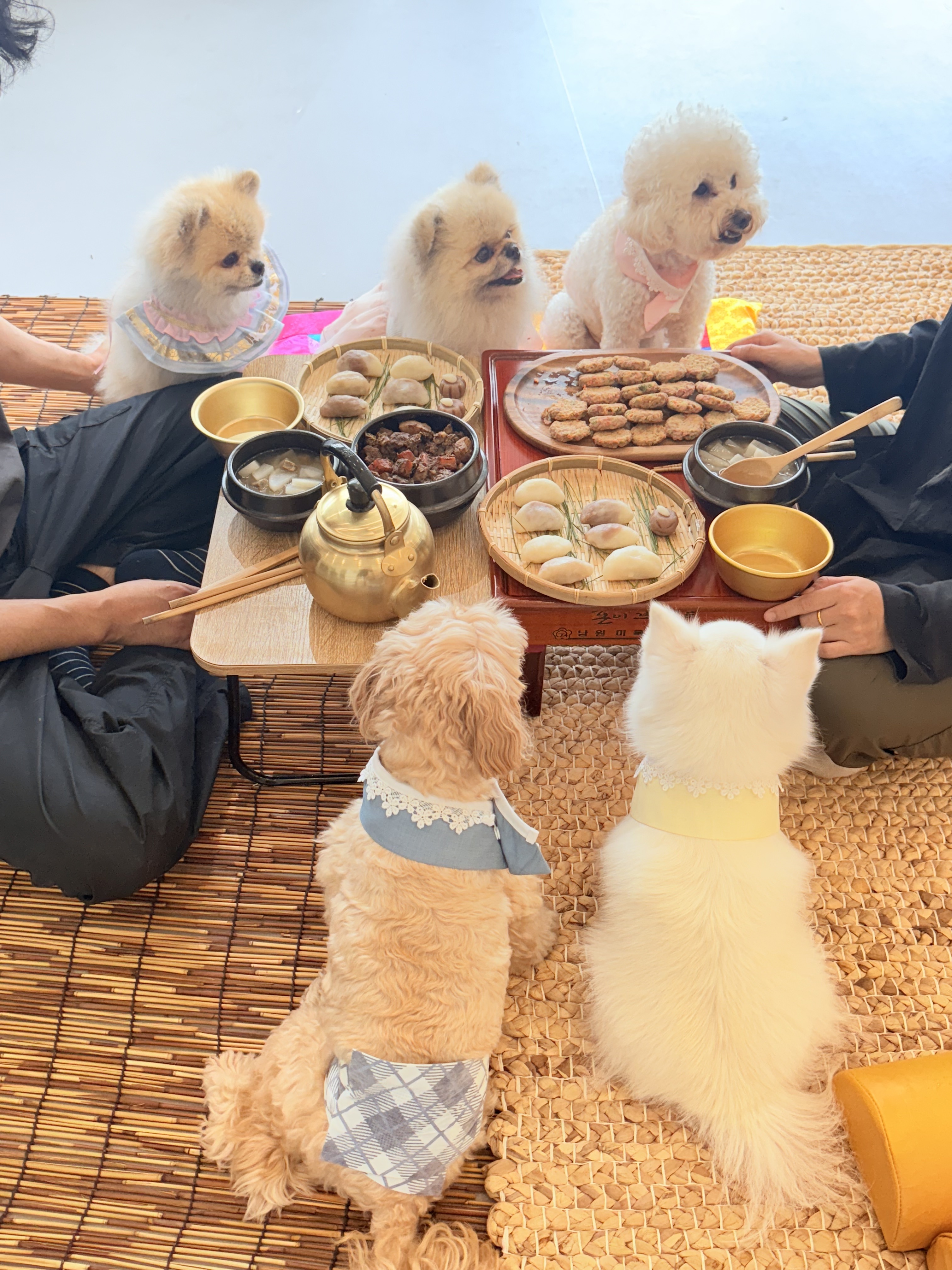 멍세권 반려동물 동반 애견카페