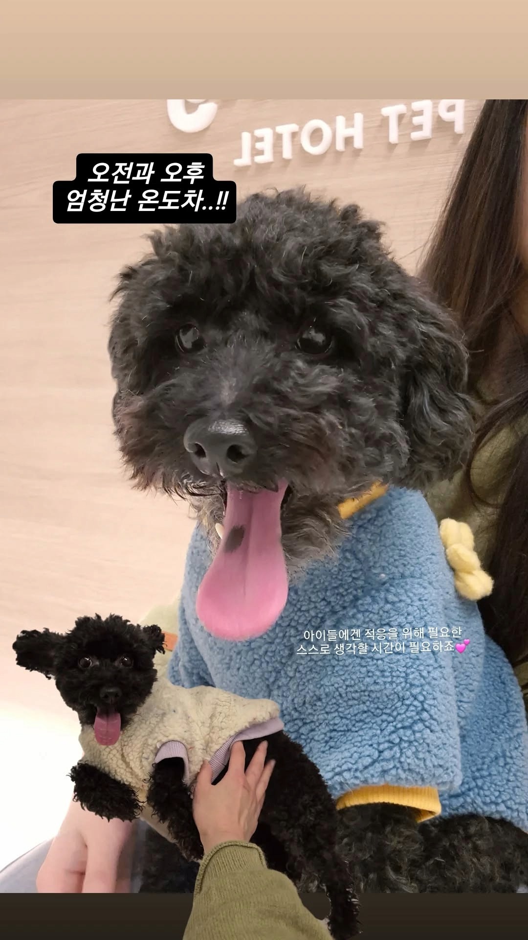 꼬모댕프라이빗애견호텔 대표 이미지