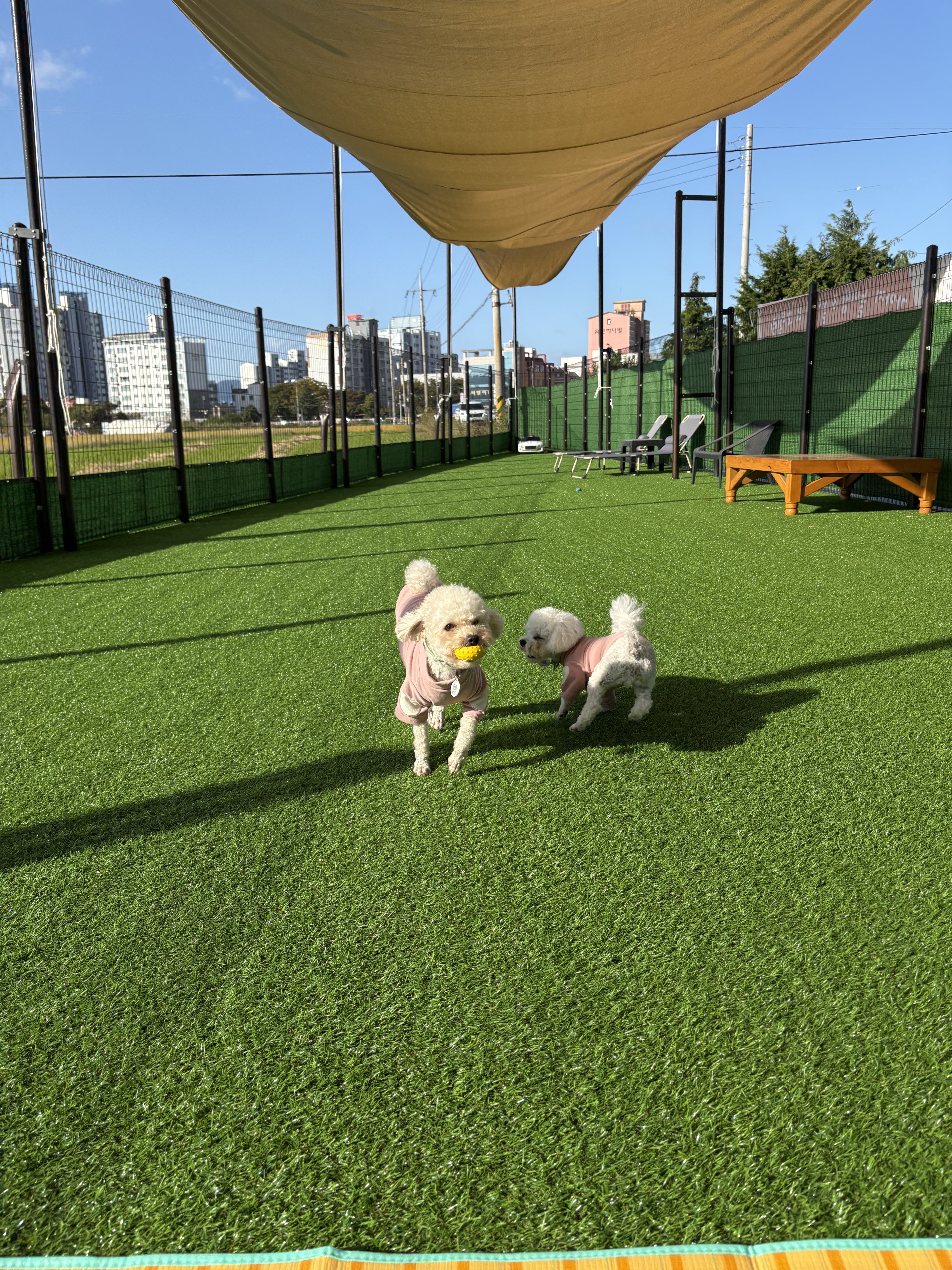 댕글마을 대표 이미지