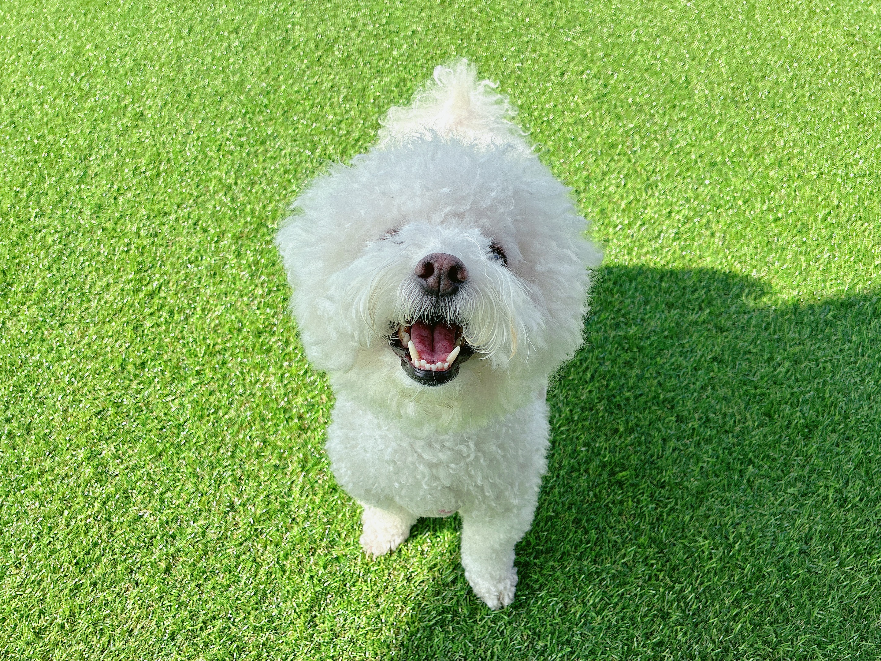 놀루오숑 애견유치원&호텔 대표 이미지