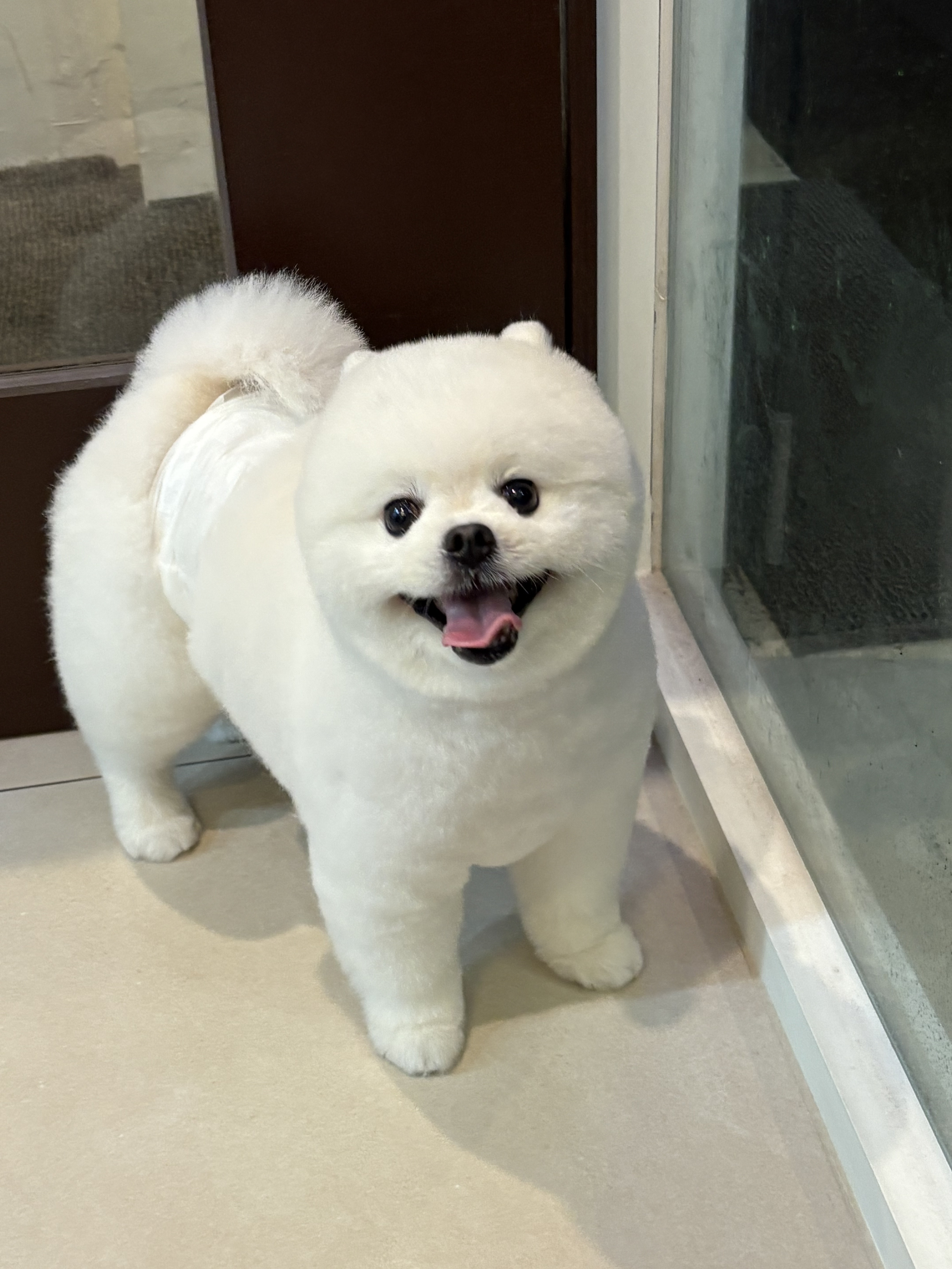 편안한댕 대표 이미지