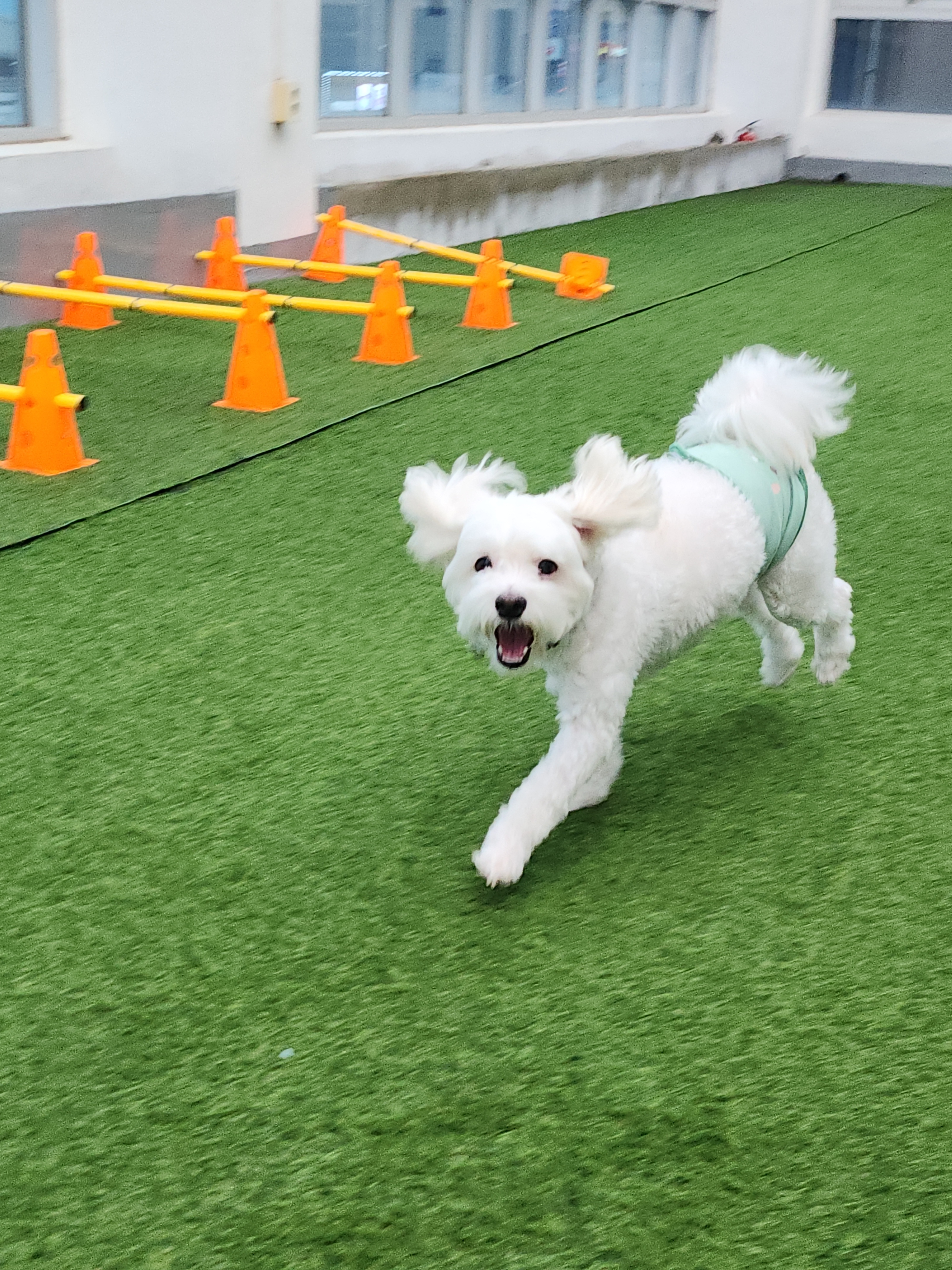 케어독하우스 대표 이미지