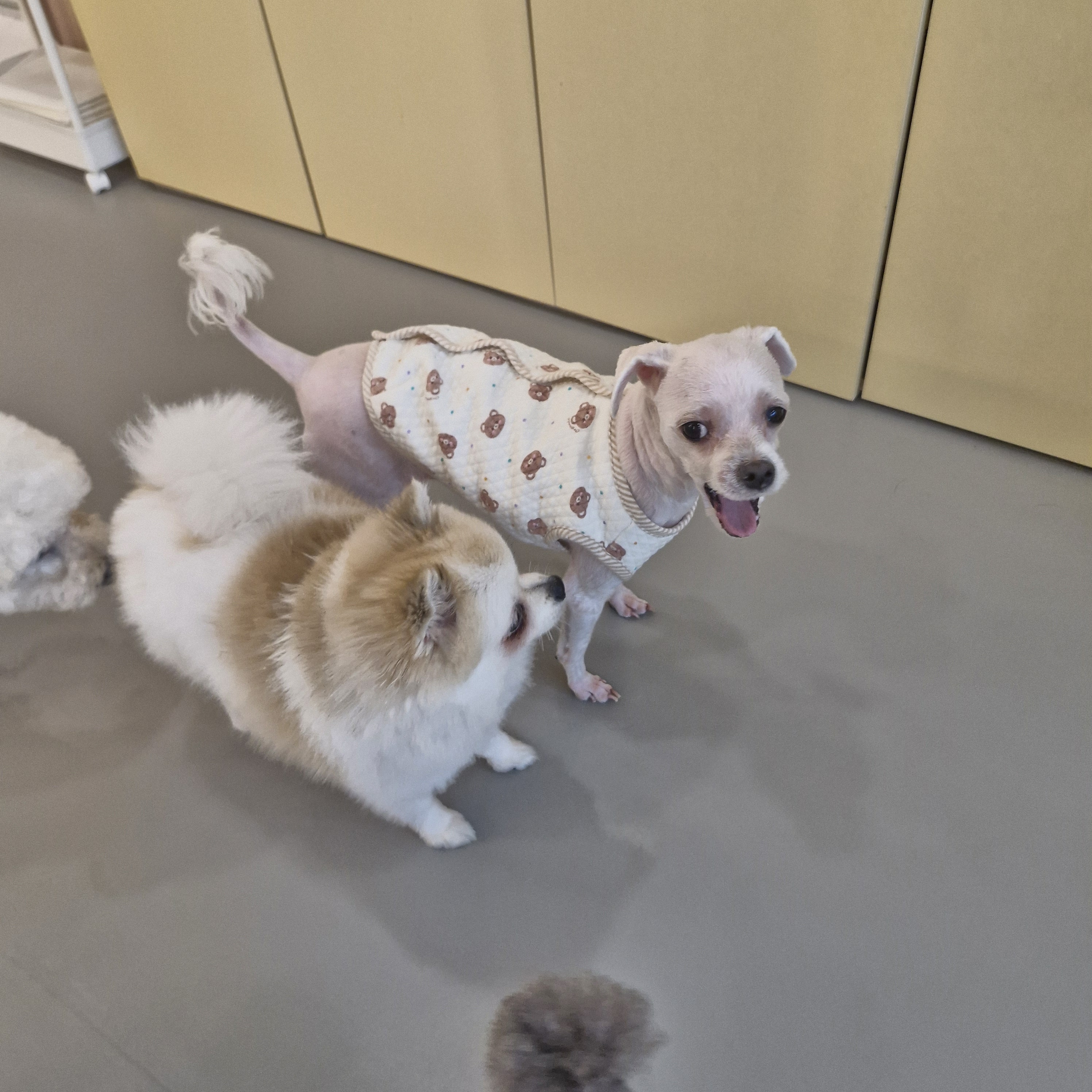 리틀댕댕 인천점 대표 이미지