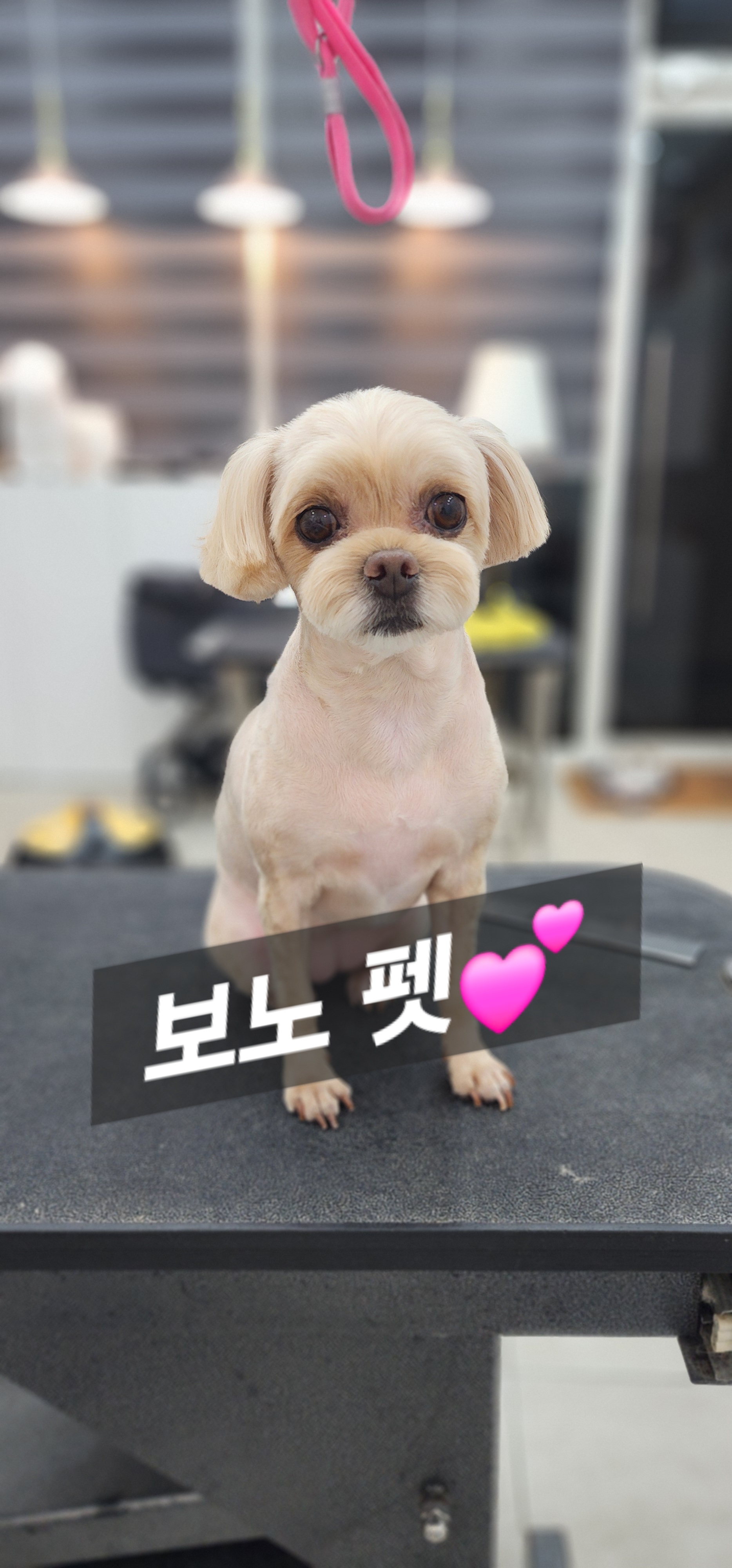 보노펫 대표 이미지