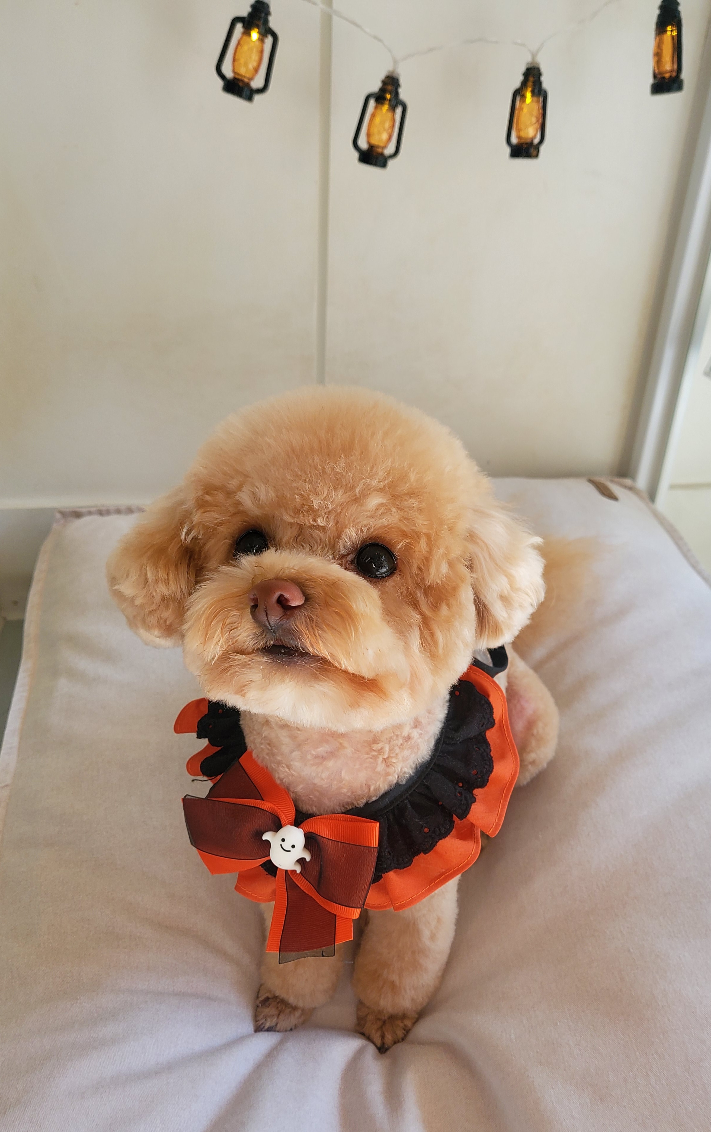 슈나우펫 대표 이미지