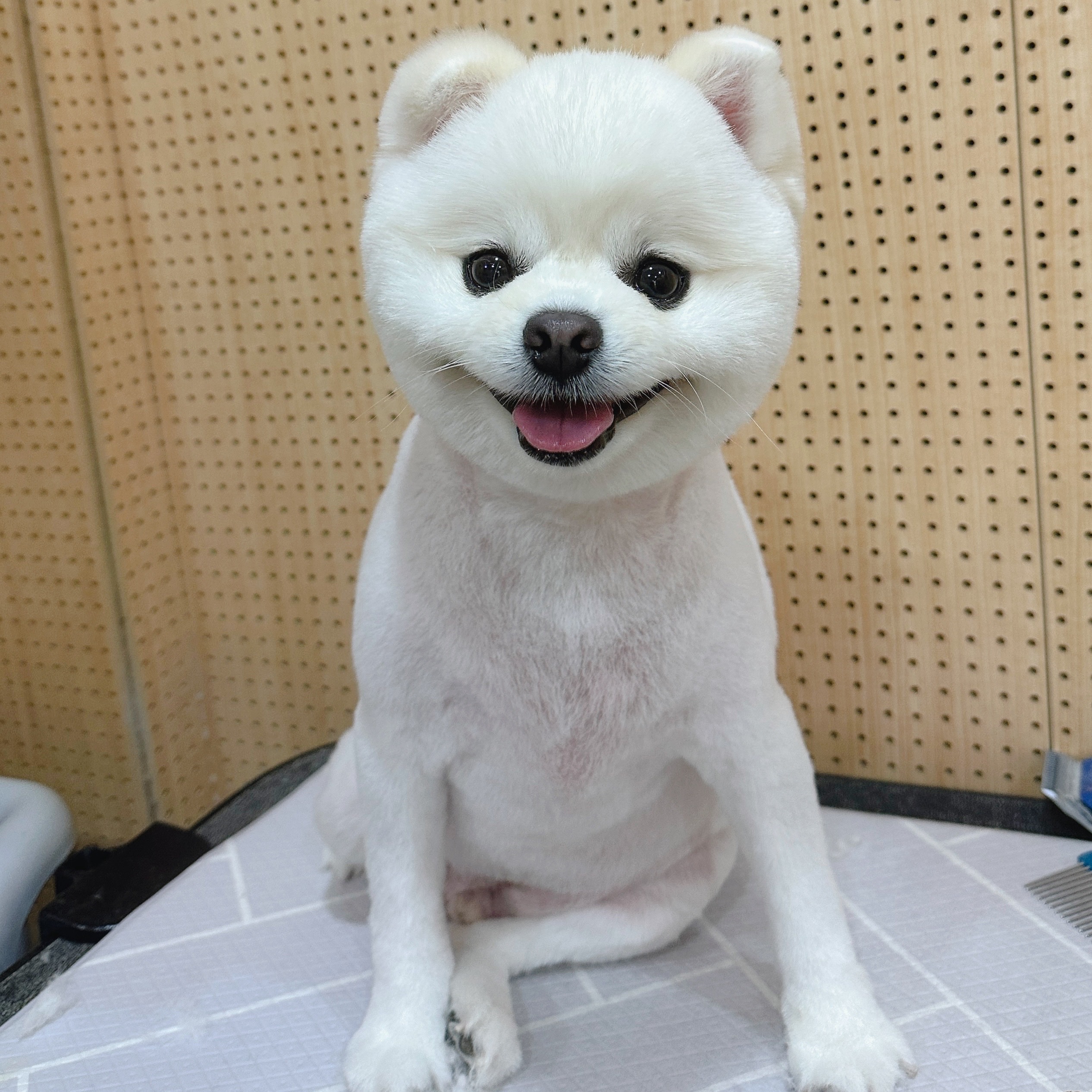 멍하임 대표 이미지