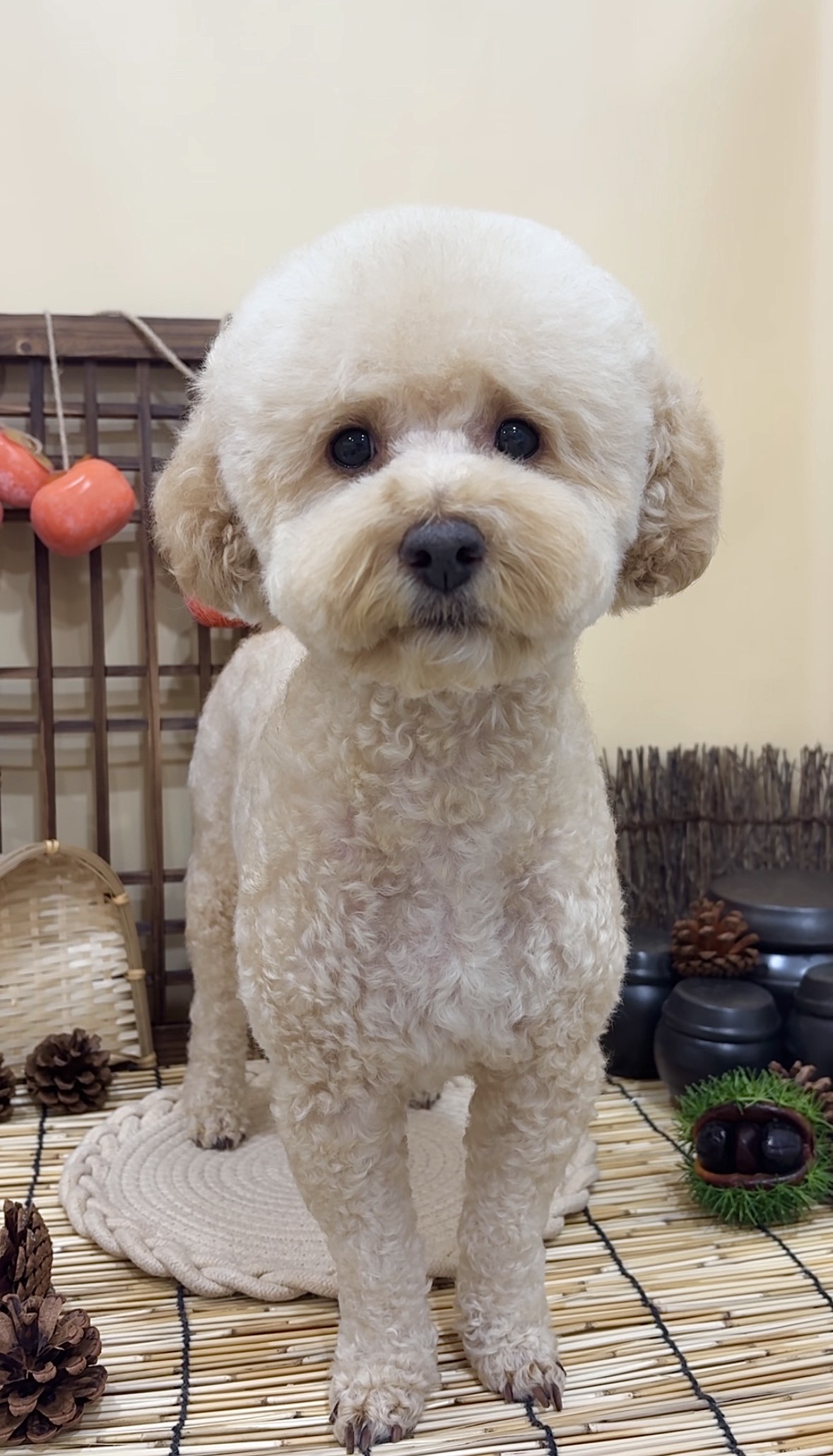 킁킁그루밍 대표 이미지