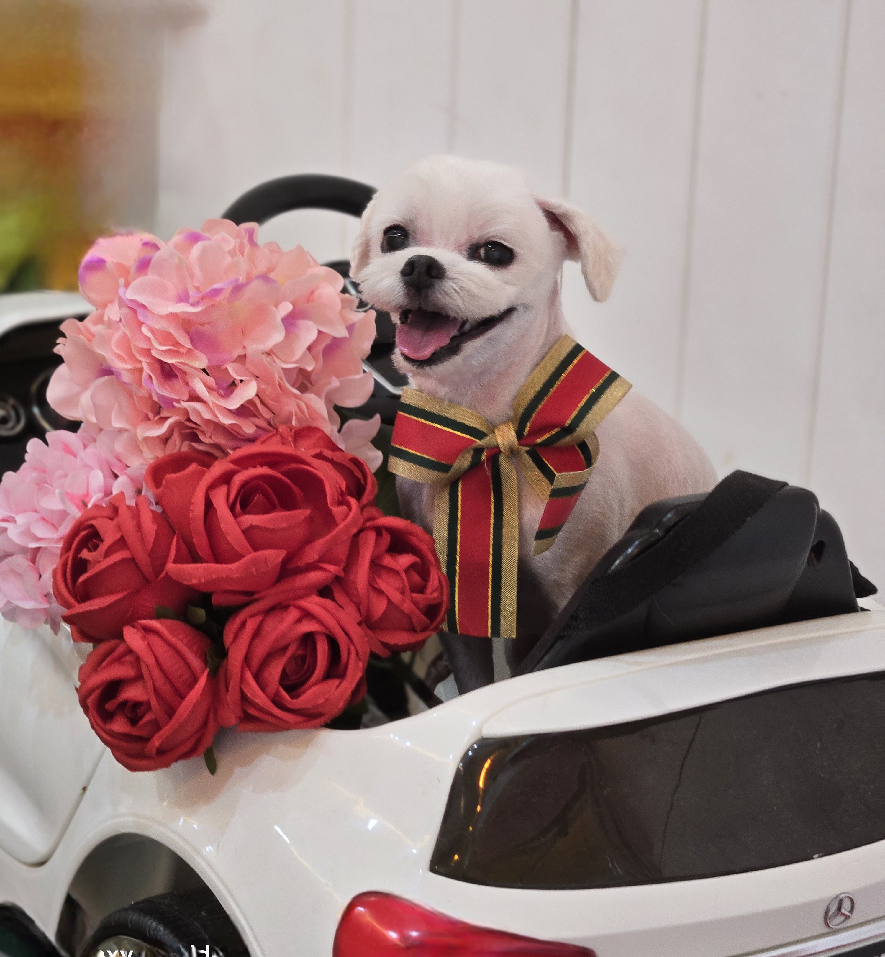 사랑네애견미용호텔 대표 이미지