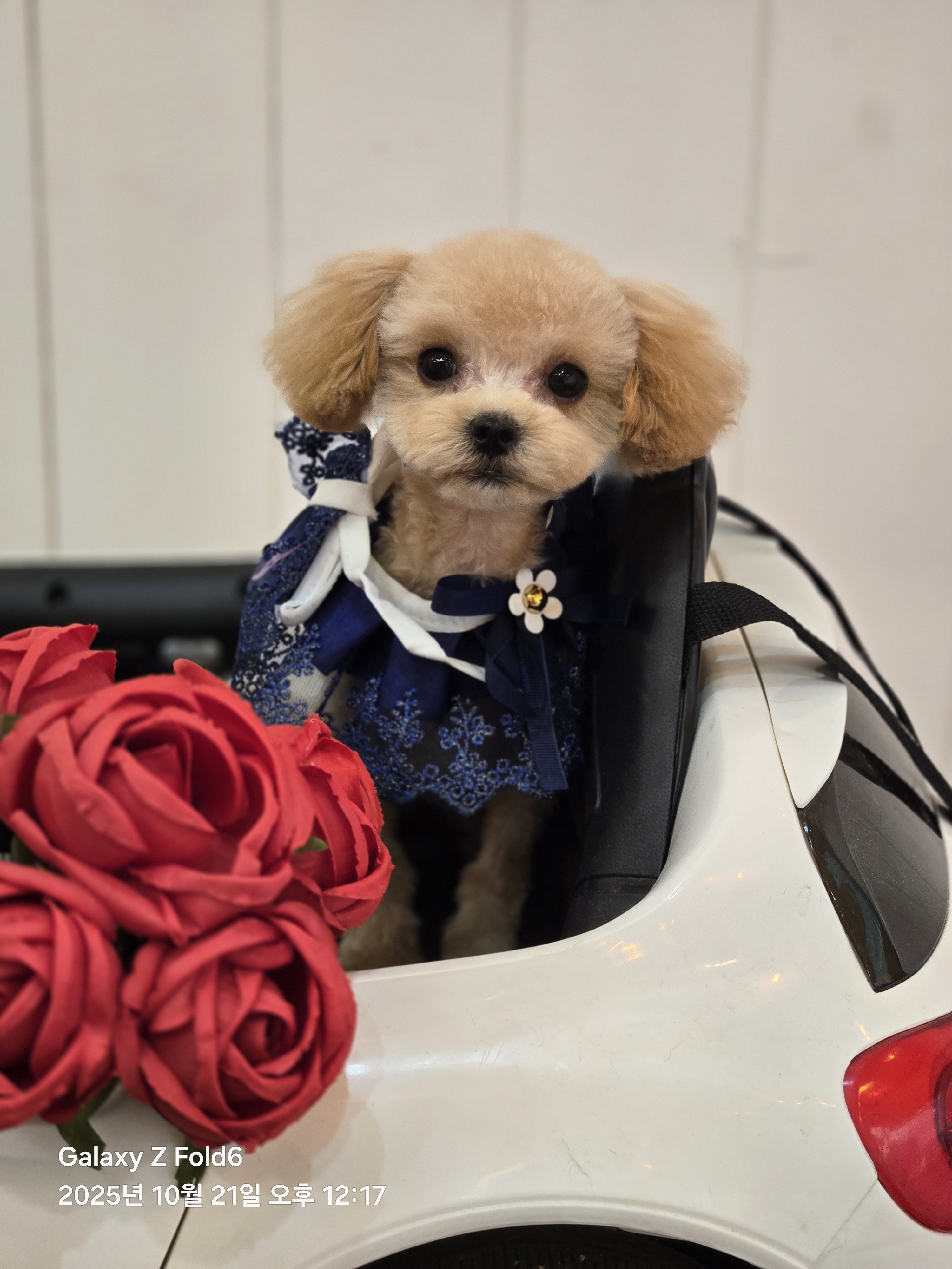 사랑네애견미용호텔 대표 이미지