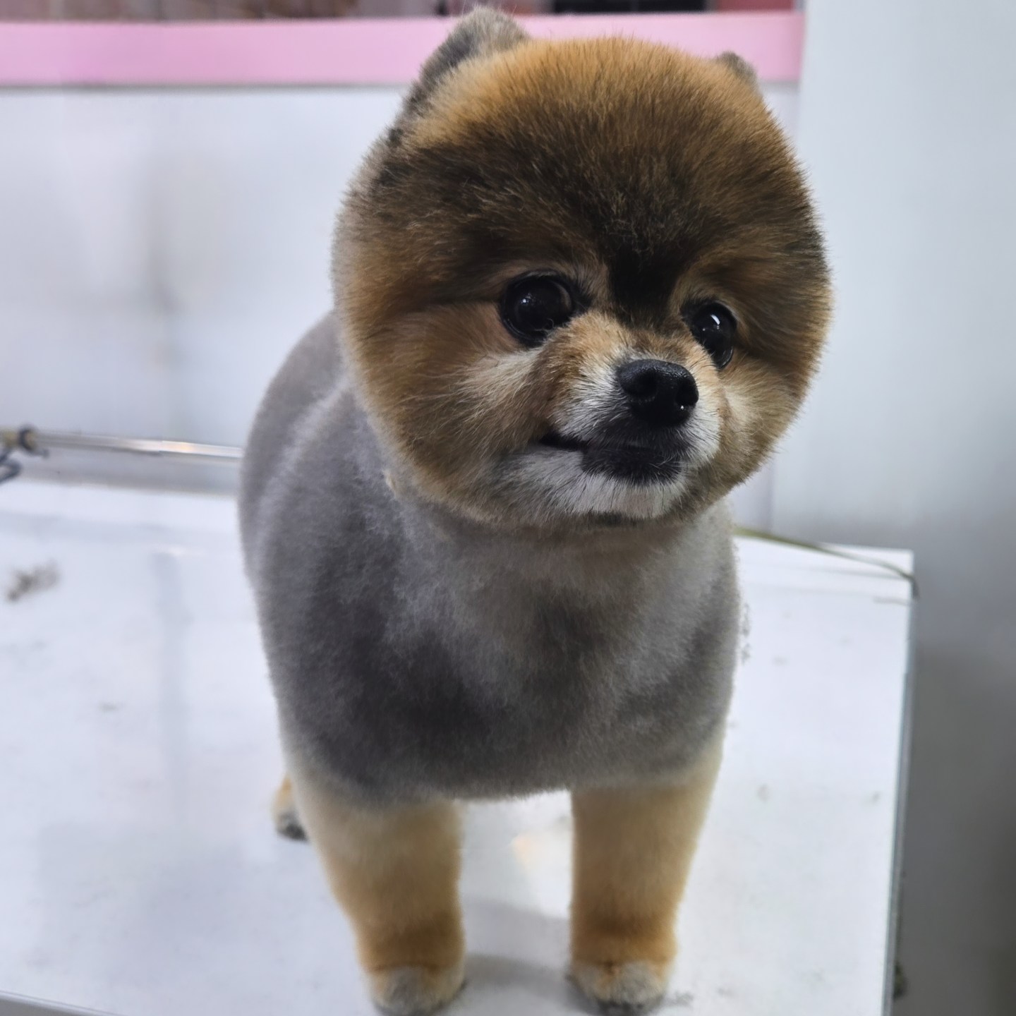 사랑네애견미용호텔 대표 이미지
