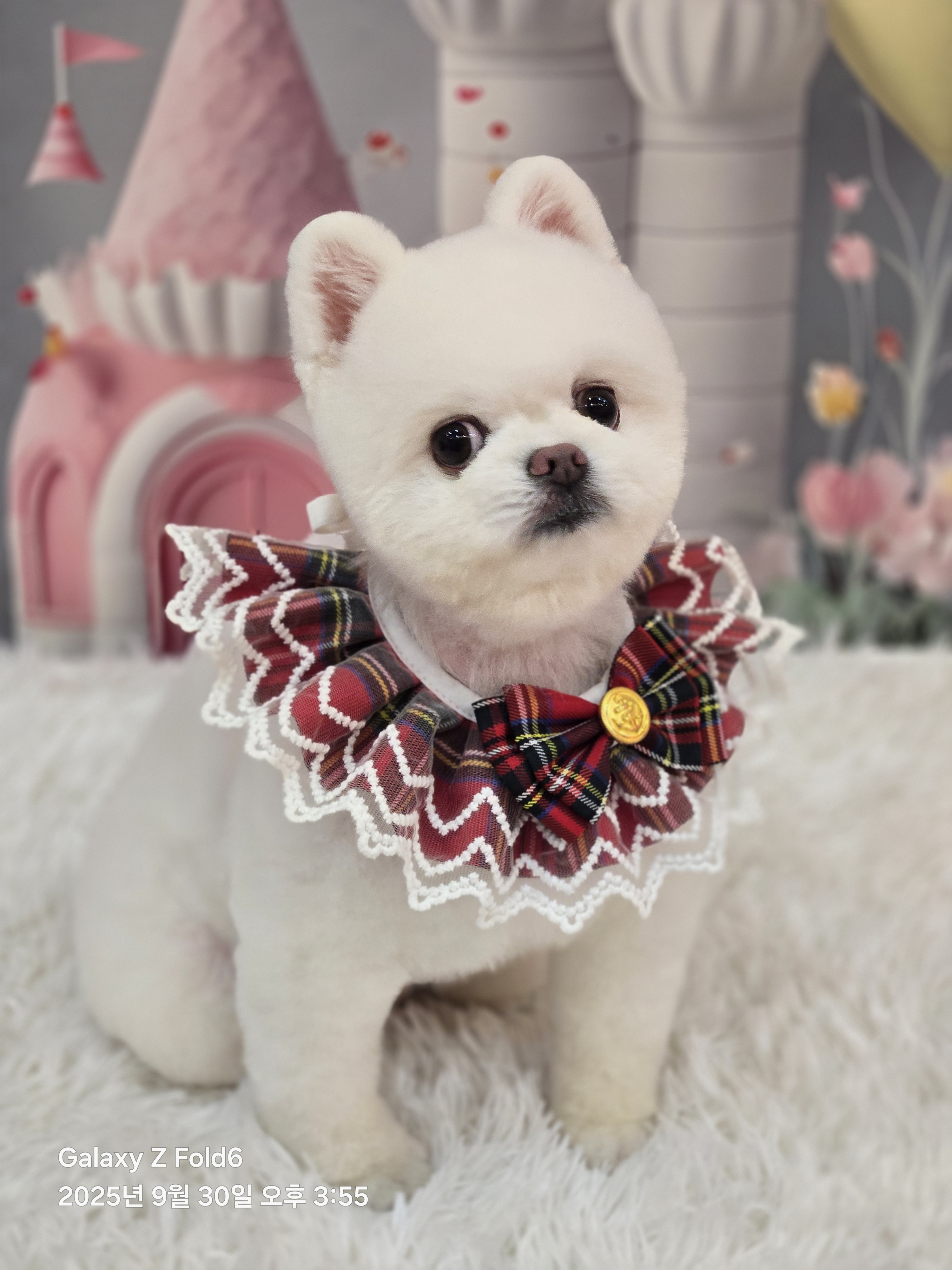 사랑네애견미용호텔 대표 이미지