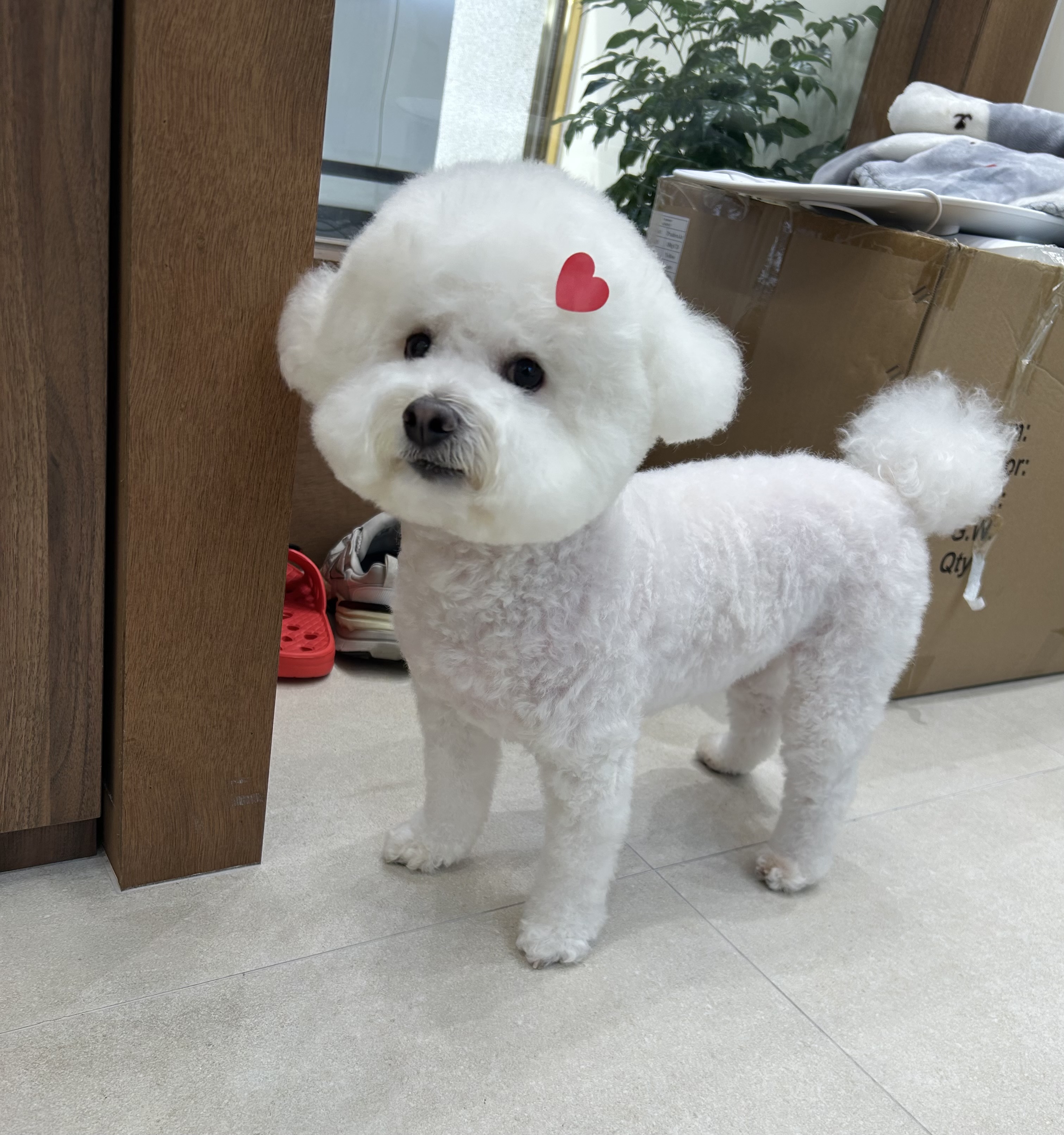 퍼피앤미 대표 이미지