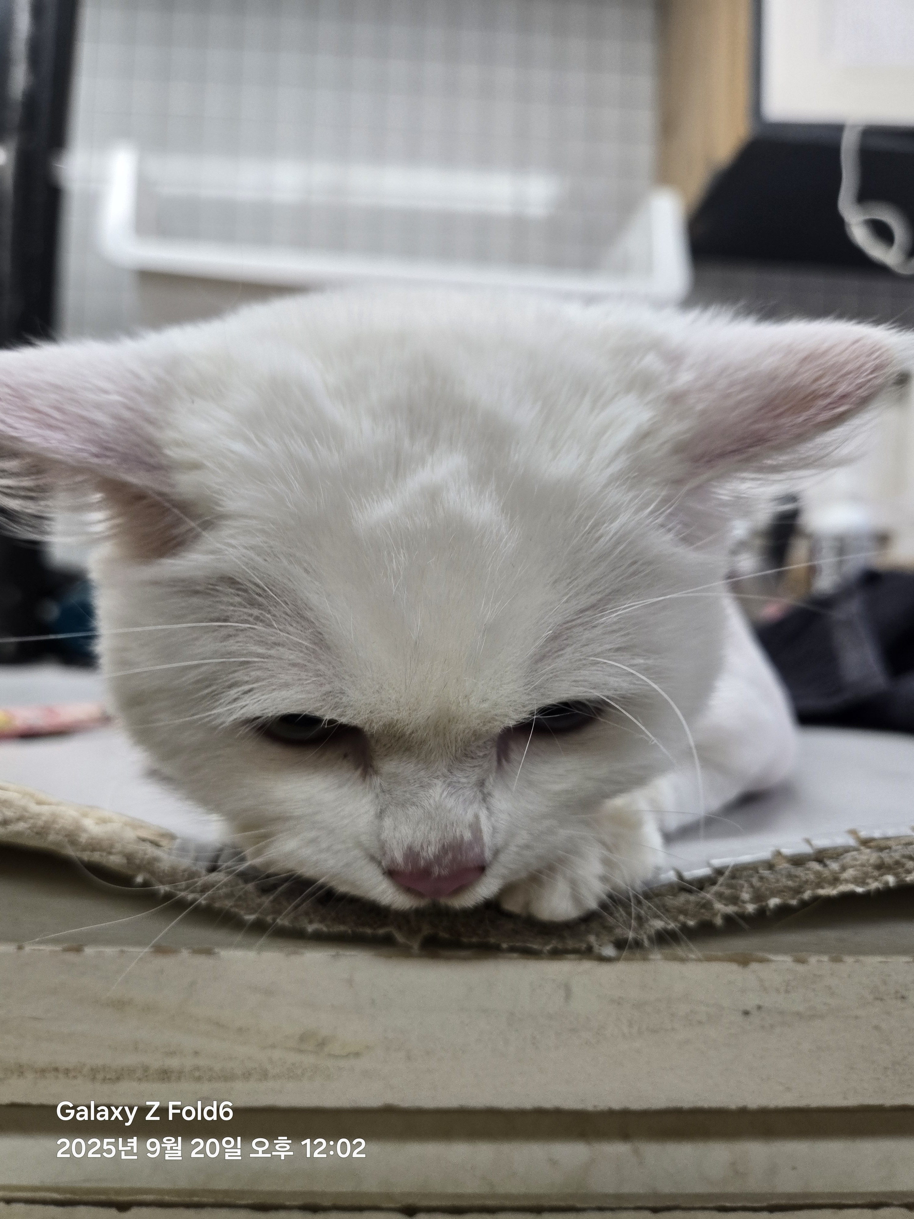 사랑네애견미용호텔 대표 이미지
