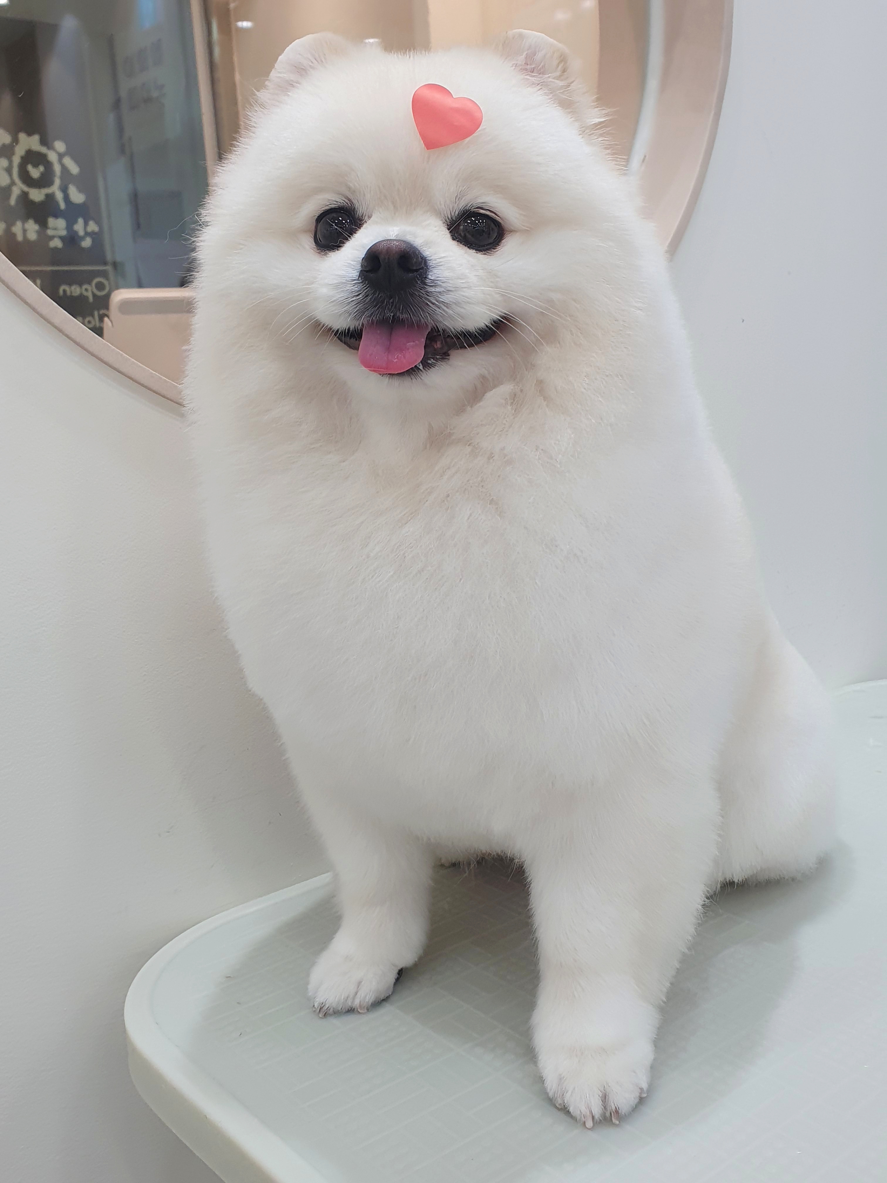 산뜻하개 대표 이미지