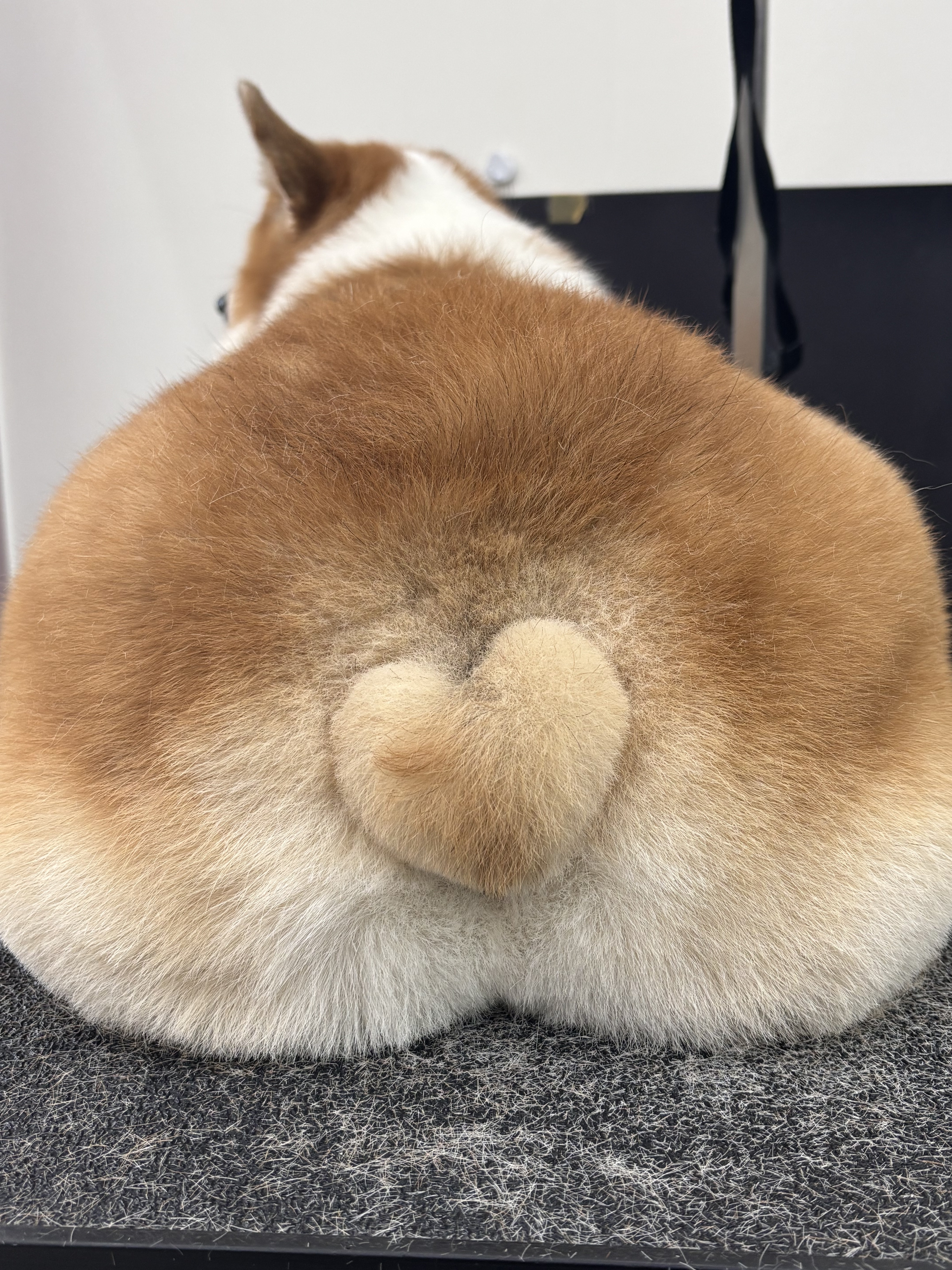 어썸독 대표 이미지