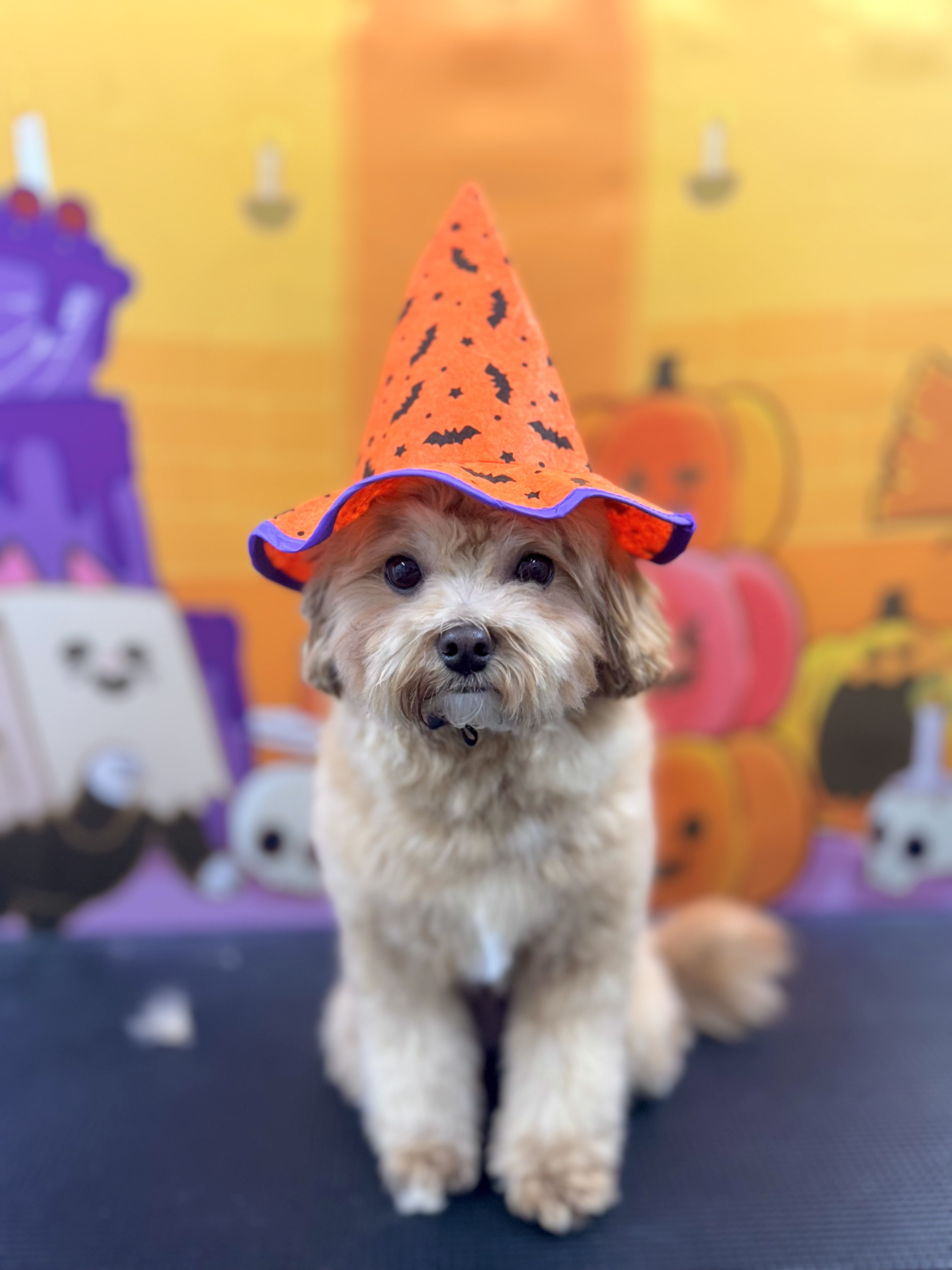 댕댕즈 대표 이미지